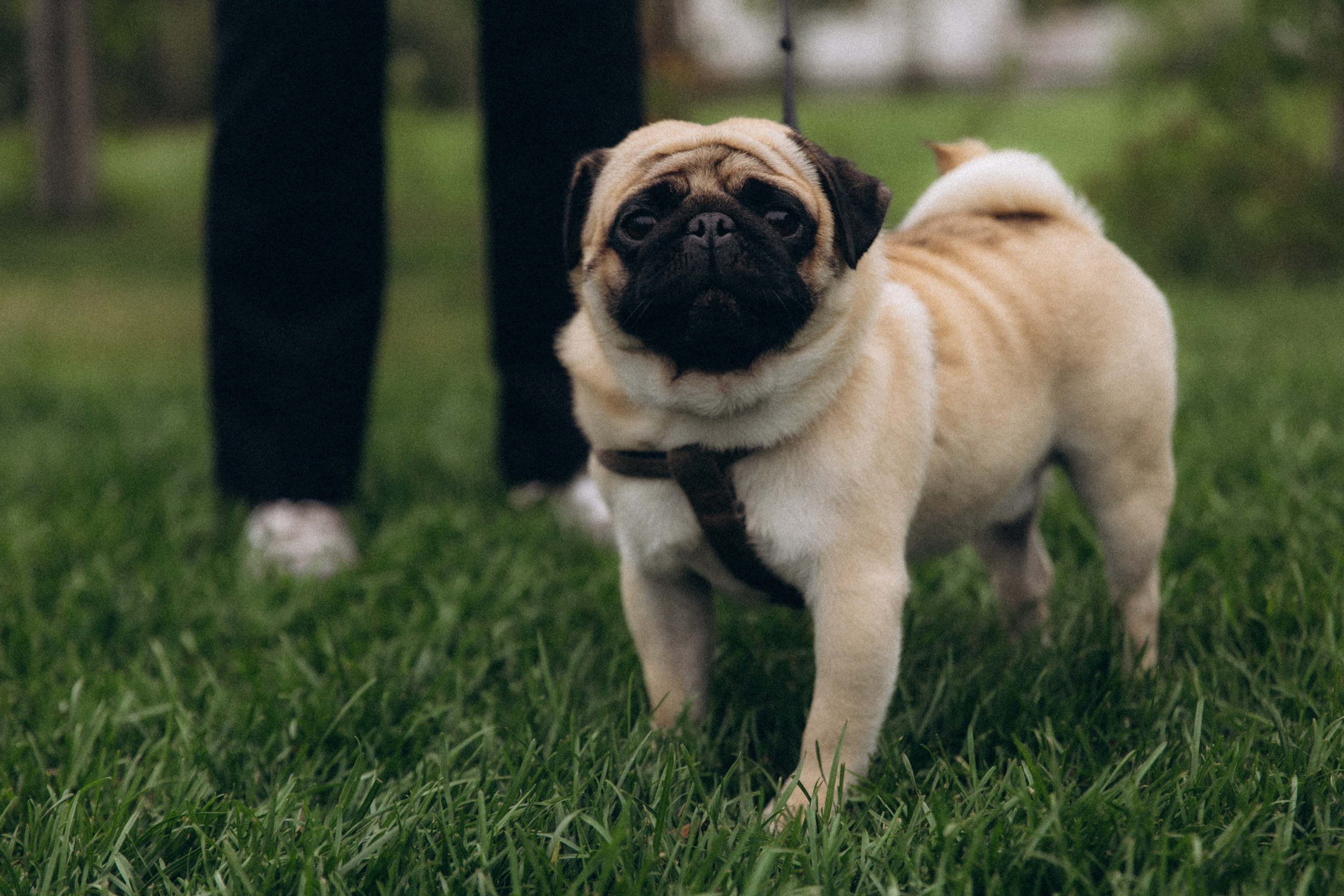 Эллина и Алексей. Свадьба в усадьбе. Алена Бадамшина — свадебный фотограф Воронеж / Москва