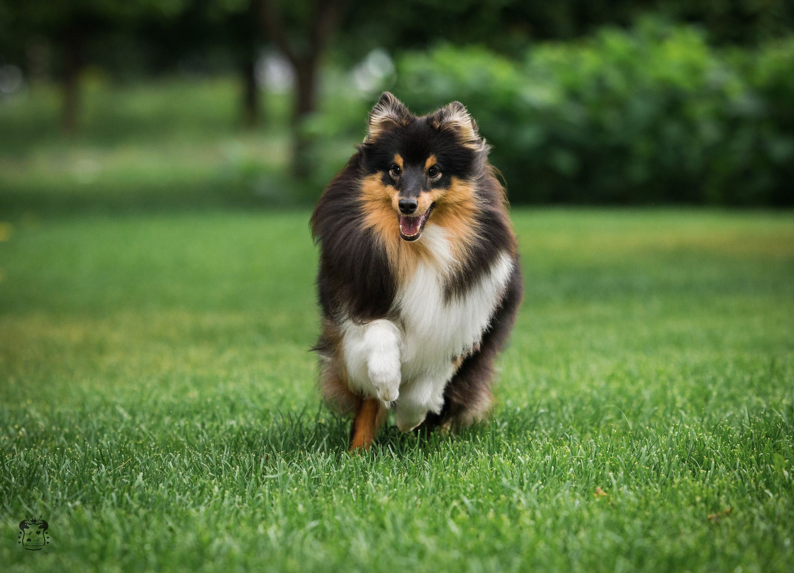 Портфолио. Фотограф-анималист в Екатеринбурге Марина Шишкина