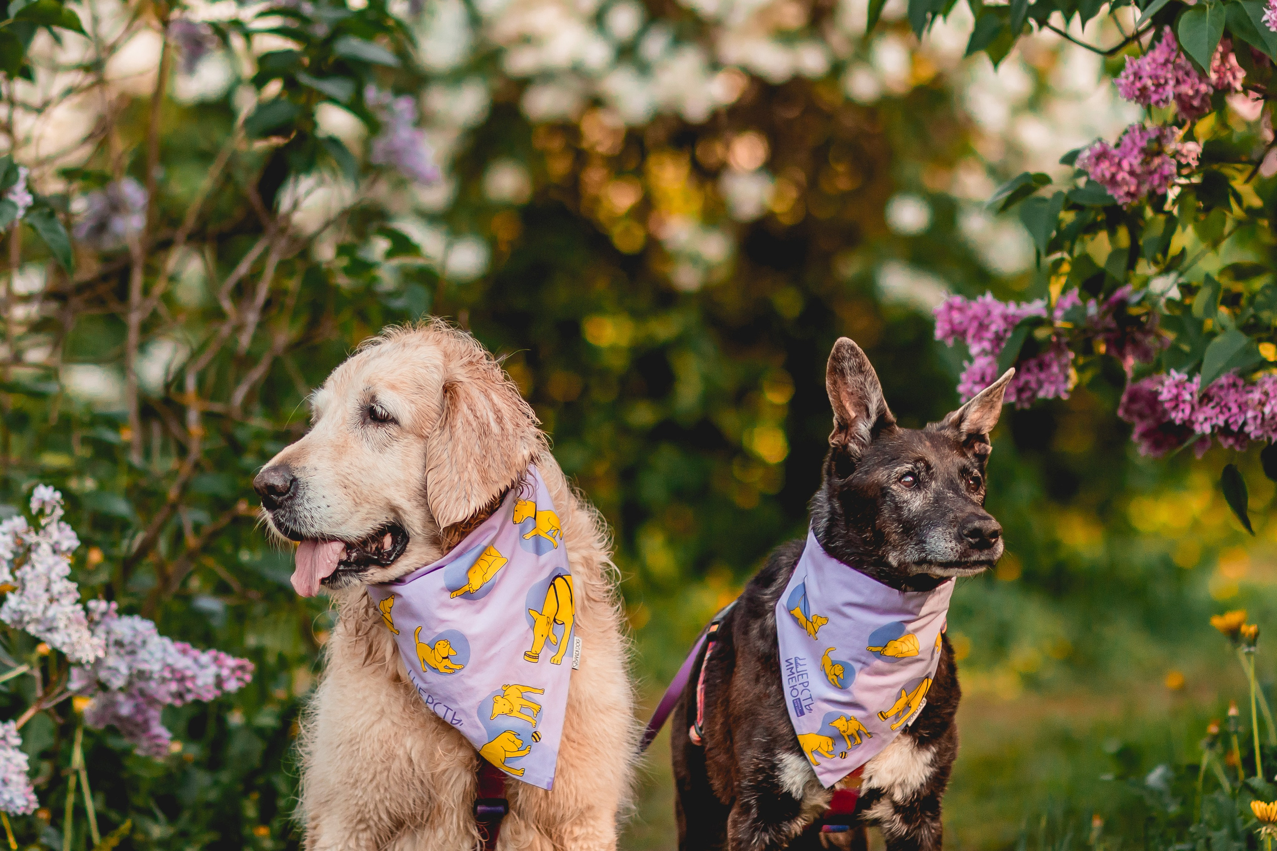 Ира, Альма и Белла. Семейный фотограф анималист Мария Крючкова