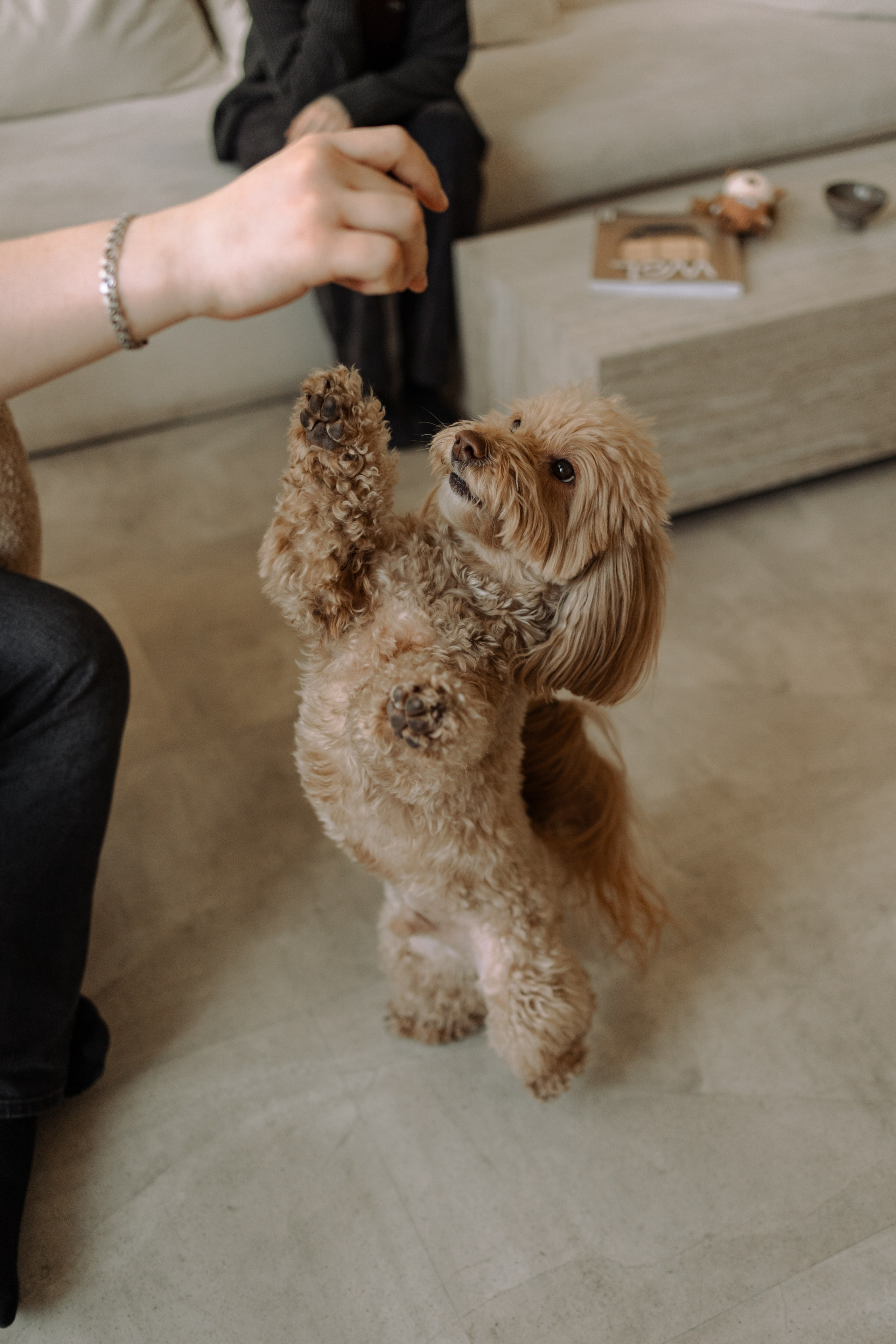 Шкипер и его семья. Фотограф — Анималист | Санкт-Петербург