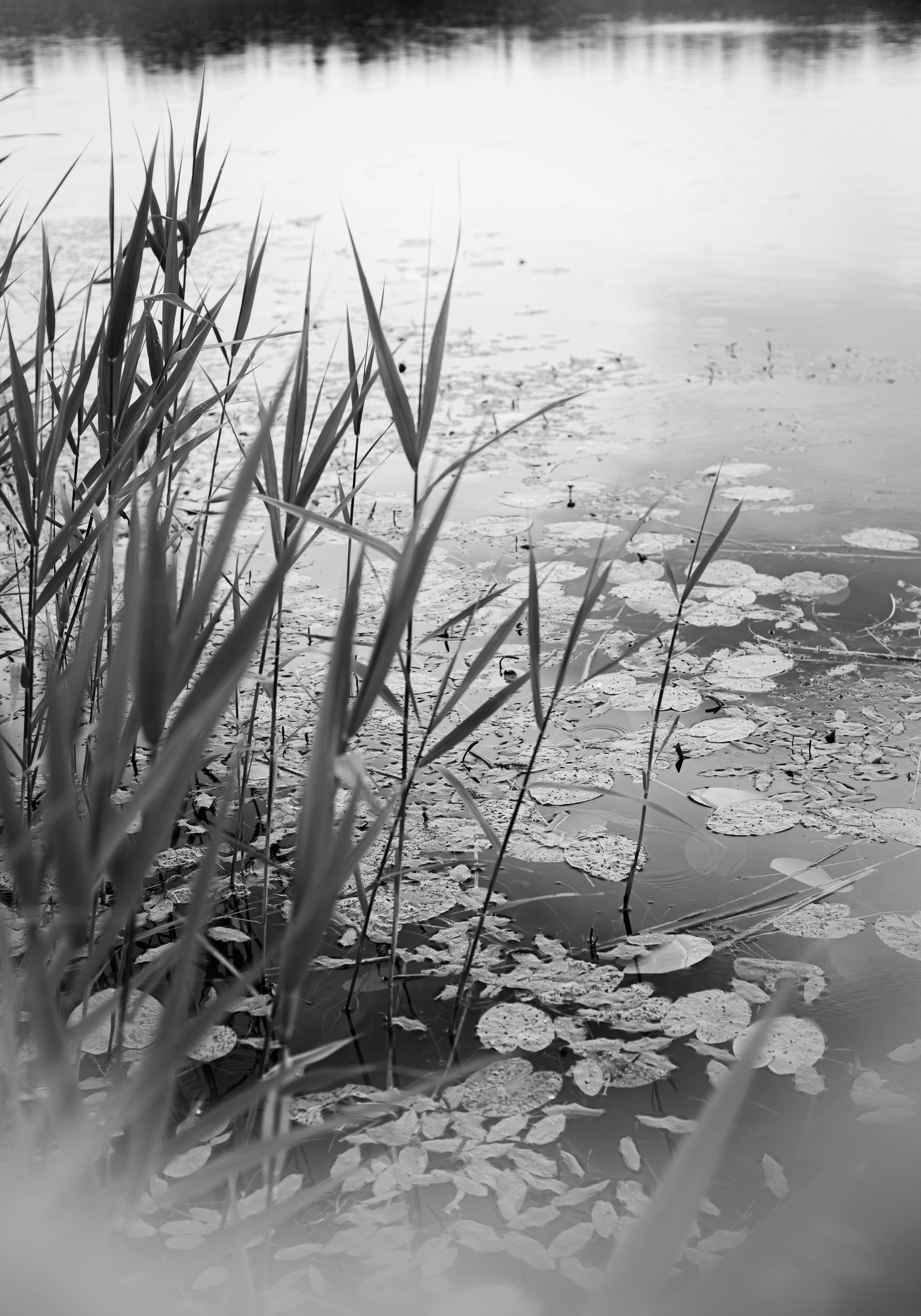 Кимрские исторические тракты: Ильинское кольцо 2026. Профессиональный фотограф, фотохудожник, видеограф из Москвы