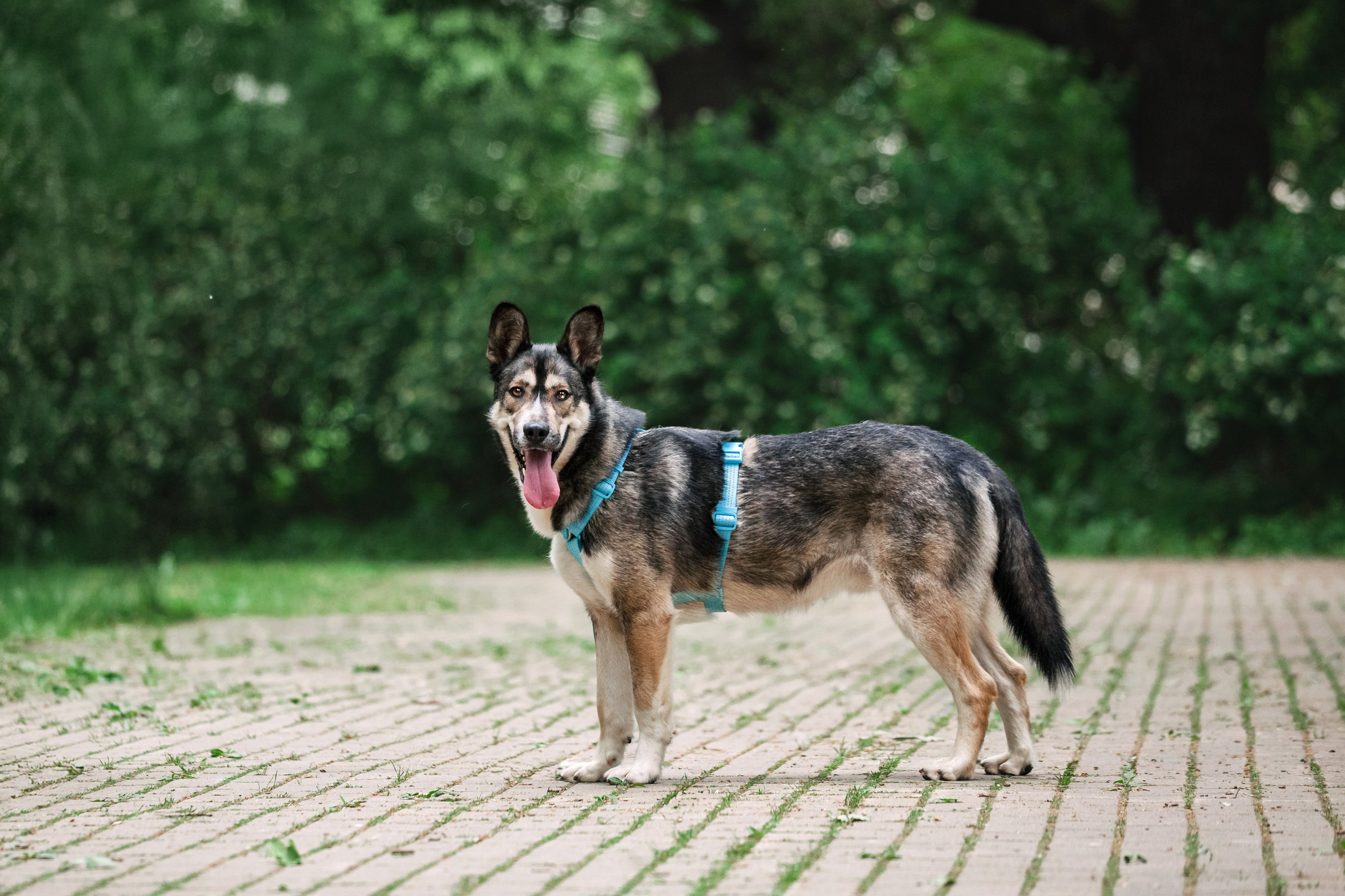 Собаки из приюта Дубовая роща лето 2025. Фотограф-анималист Татьяна Степанова