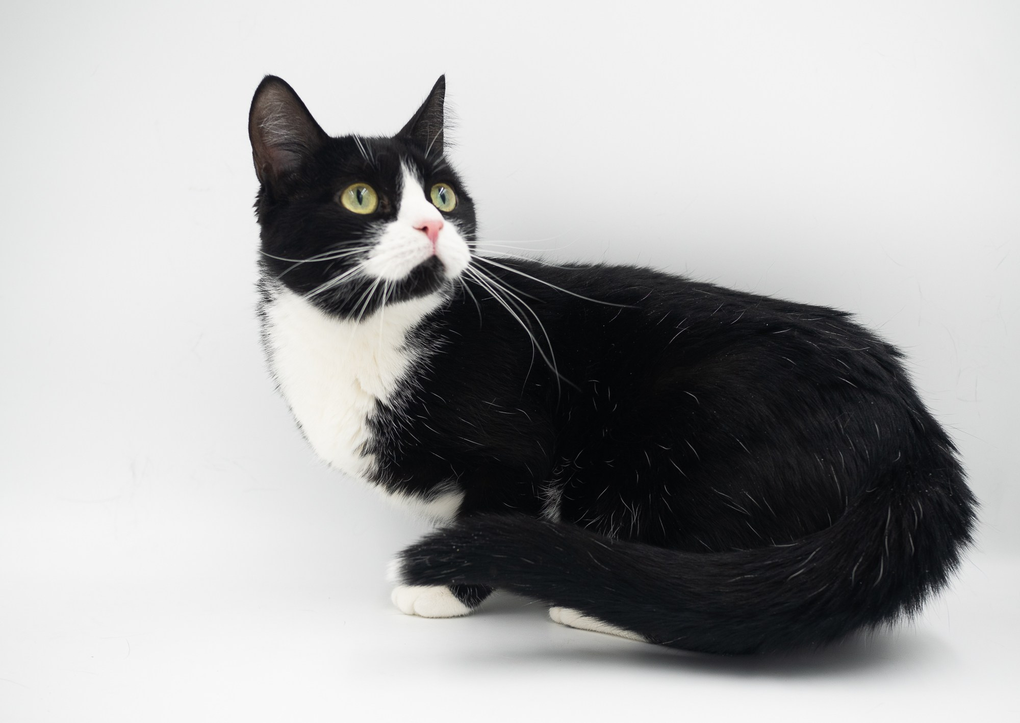 Фотоволонтер