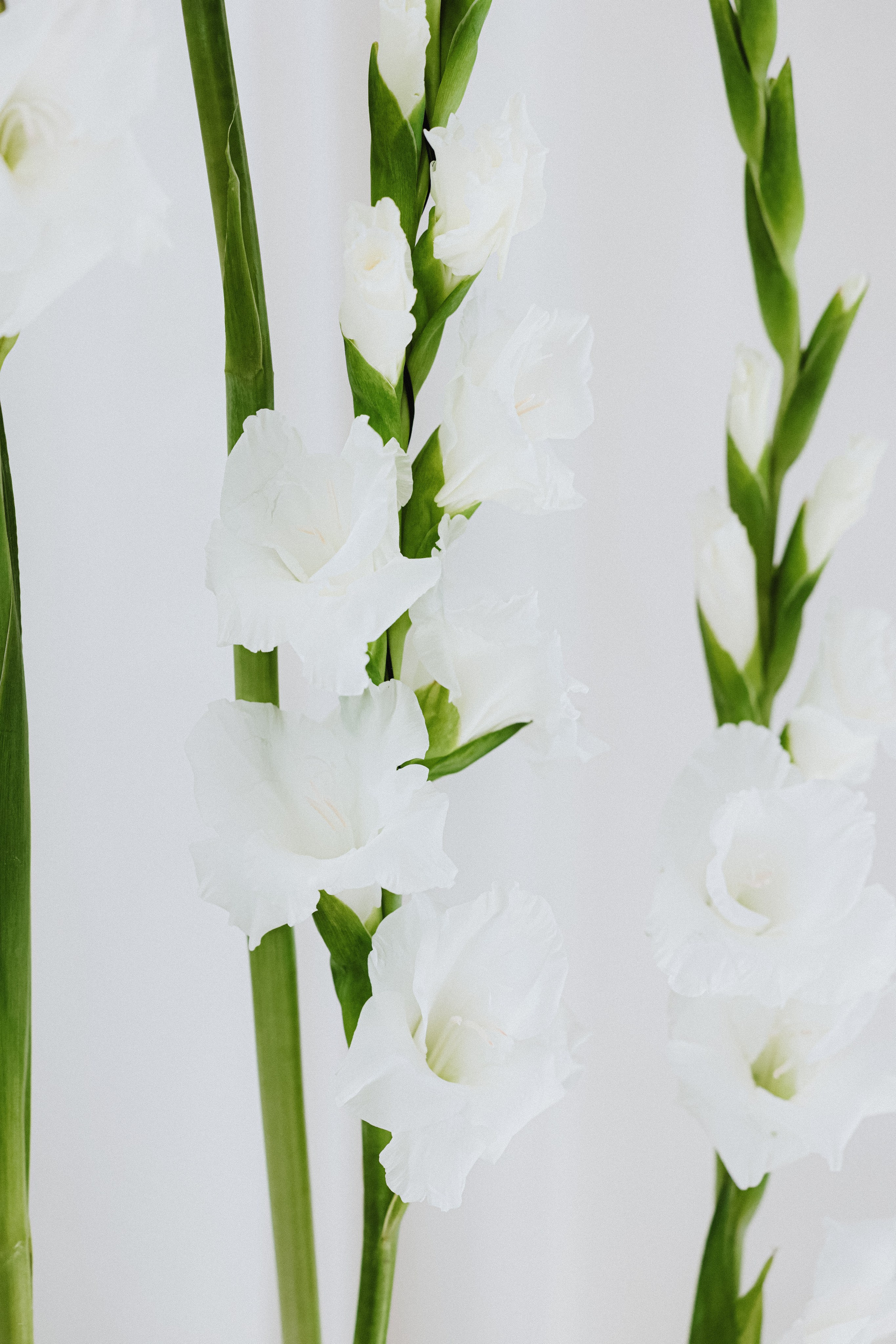 Алина и Никита 🤍. Фотограф в Минске Дарья Матвеенко