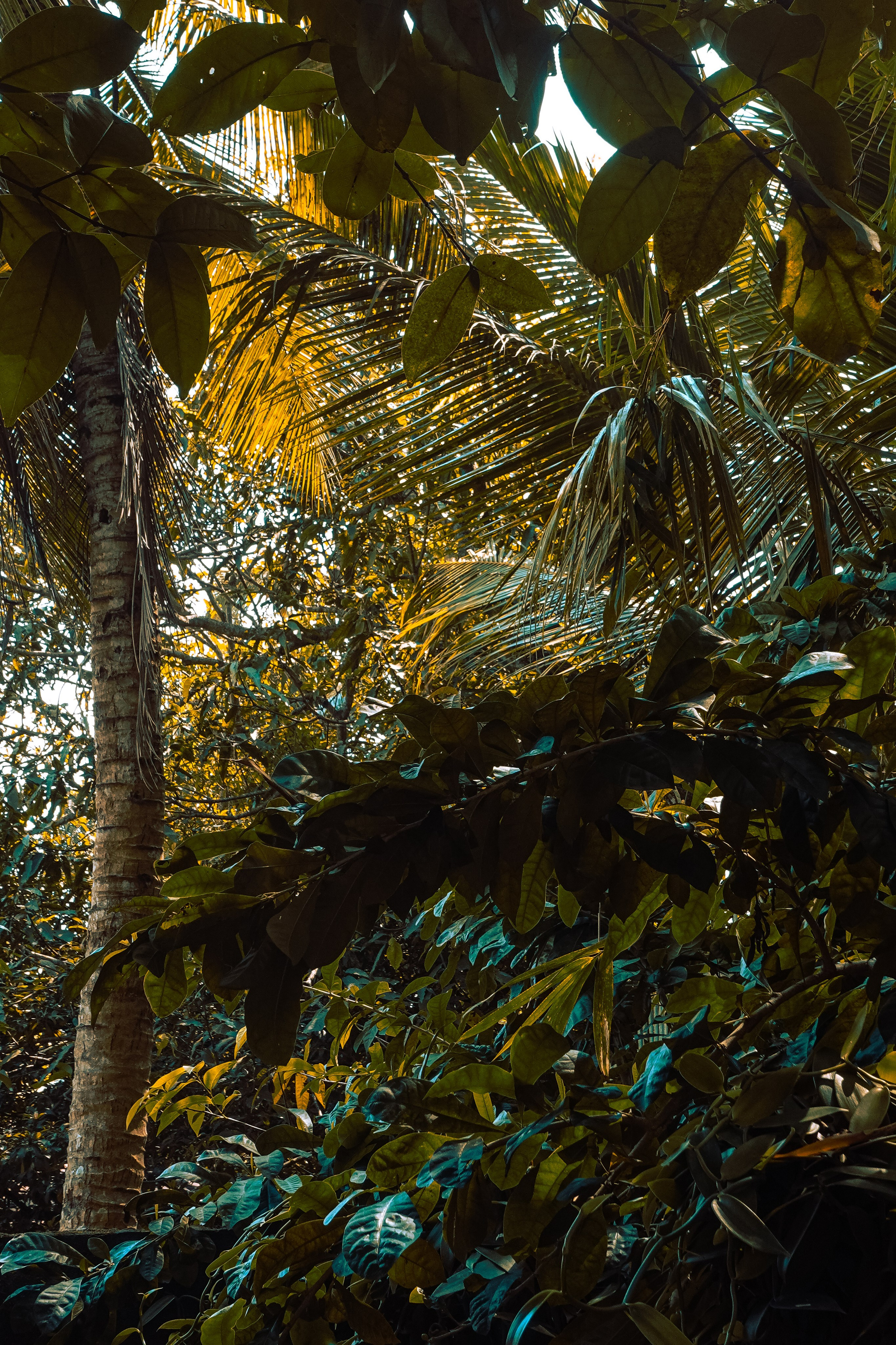 Шри-Ланка. Фотограф Алиса Аспер