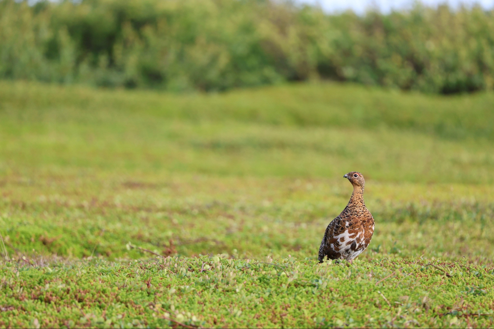 Полярная куропатка, Природа, Михаил Глухов, Красногорск