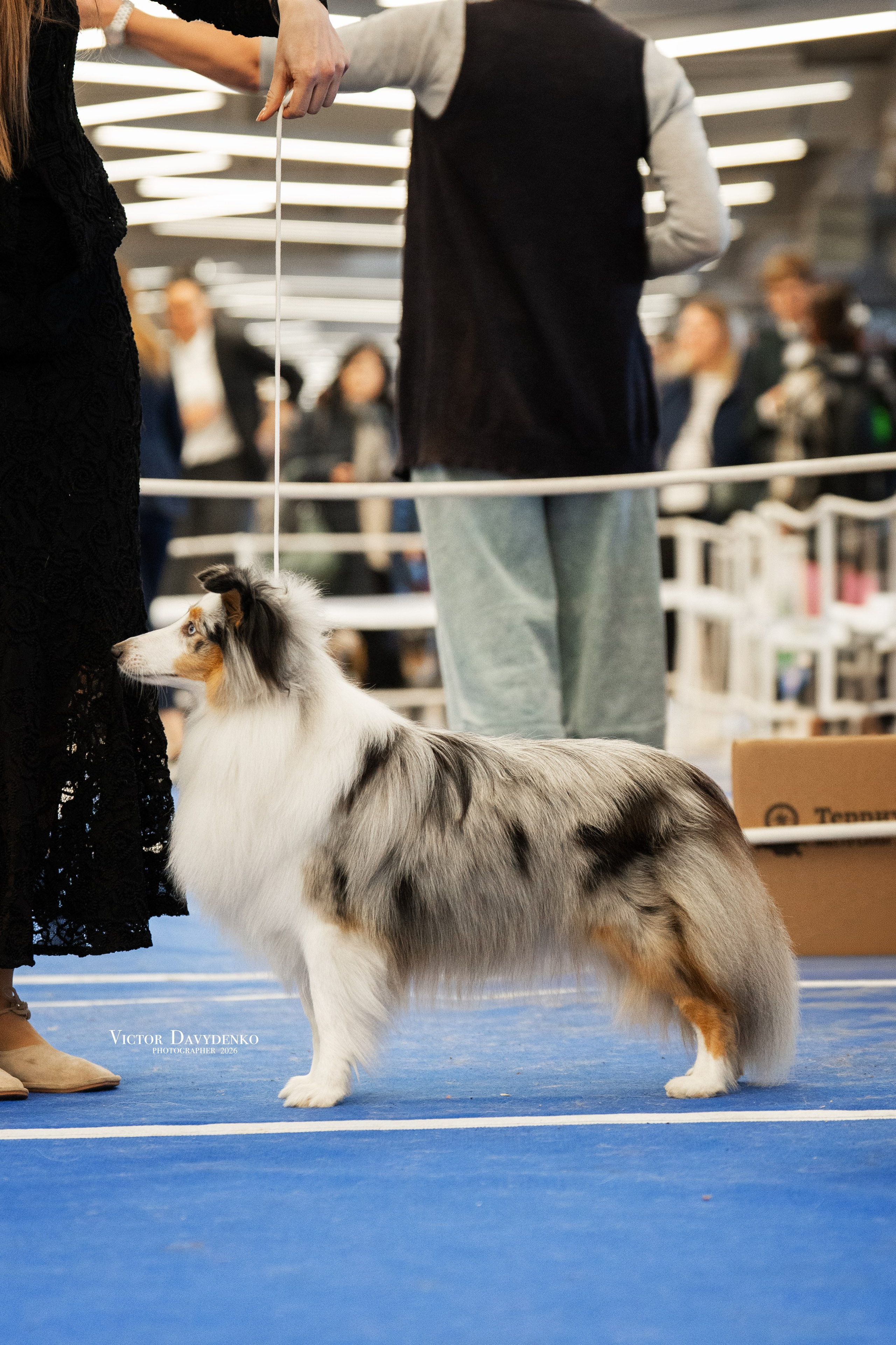  фотограф анималист краснодар выставка собак дог шоу