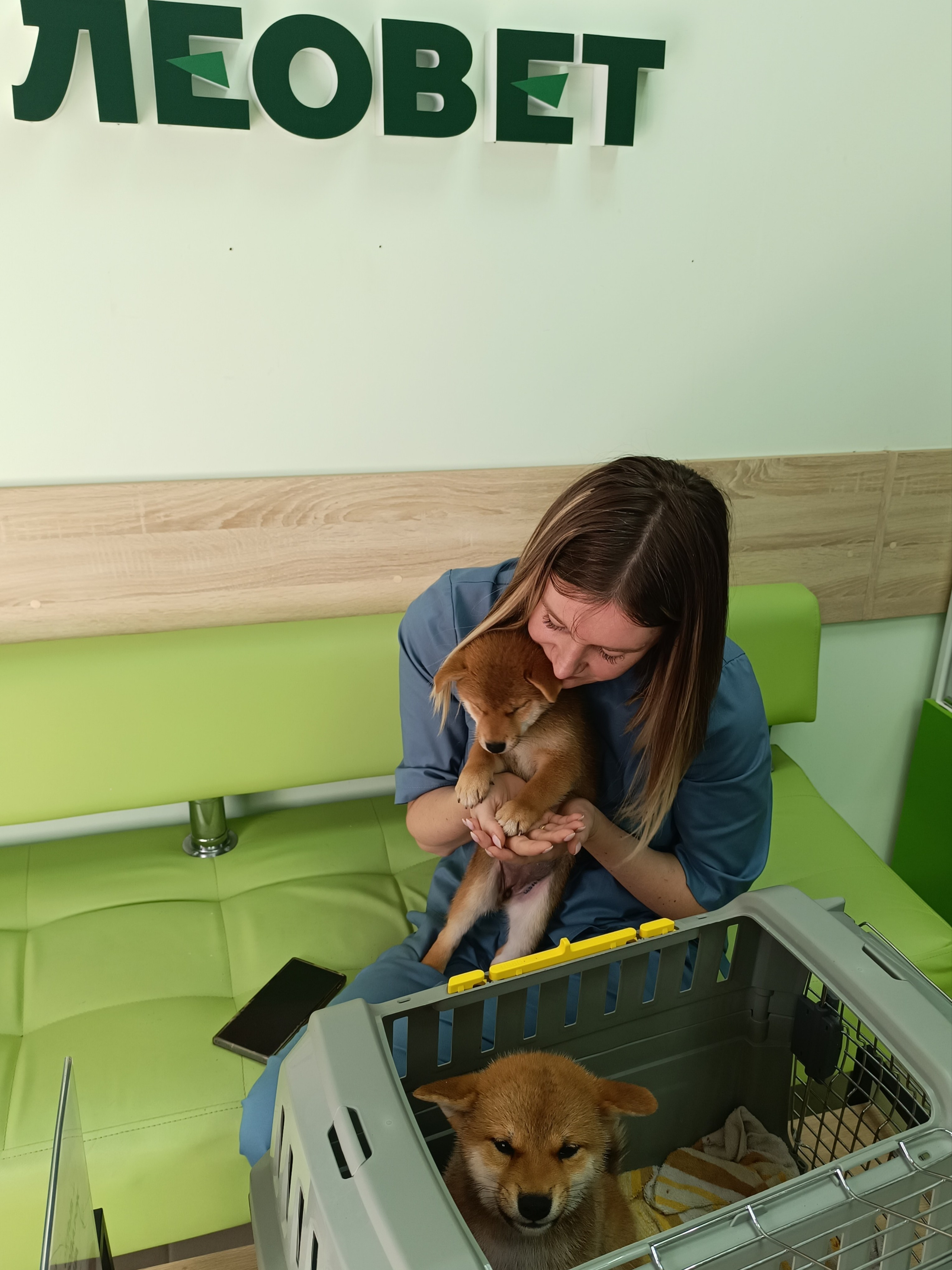 сиба питомник Рубилайт щенки на продажу rubylight  сиба щенки купить СПб Санкт-Петербург 