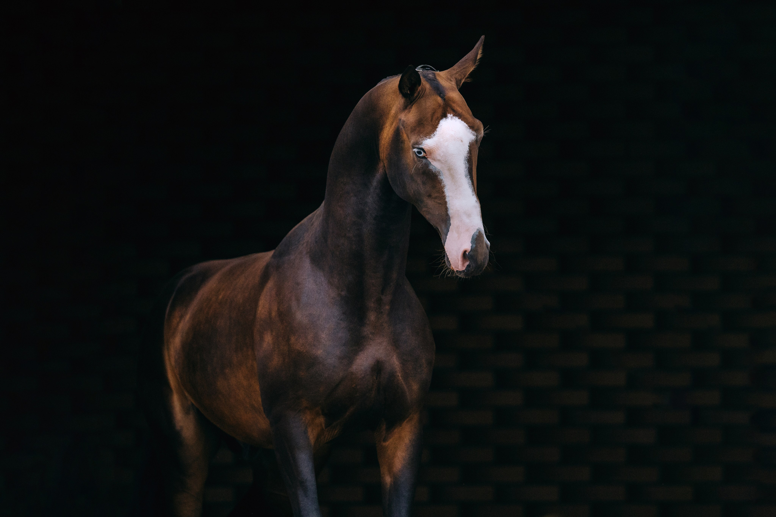 На черном фоне. Фотограф-анималист Ксендзова Кристина