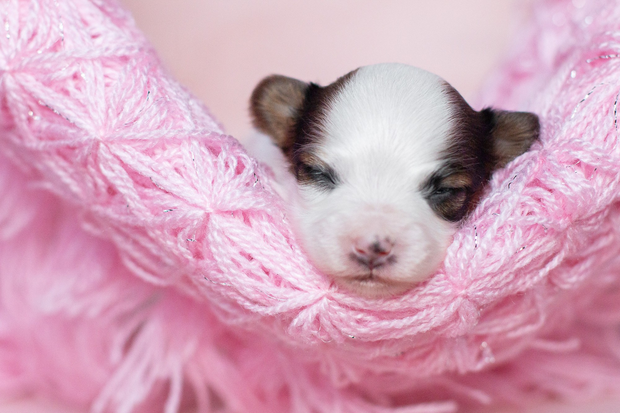 Папийоны (ньюборн). Фотограф анималист, семейный фотограф, фотограф собак Комратова Мария. г. Москва