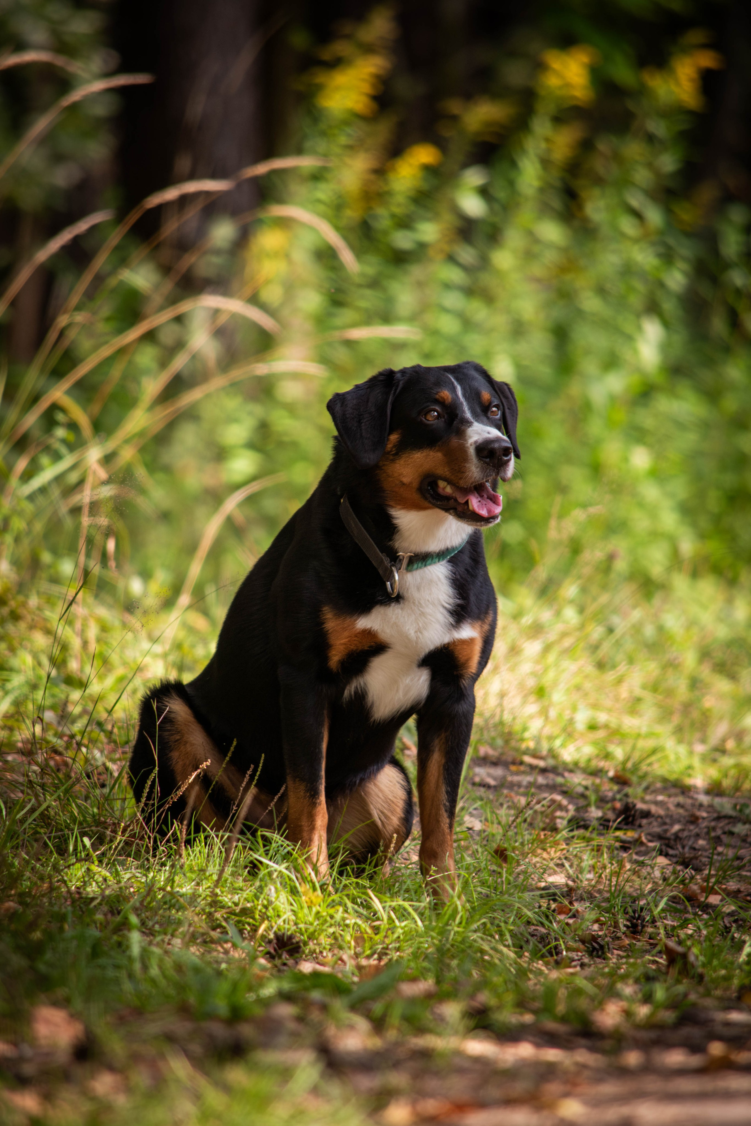 Микки и Юля. Фотограф Светлана Блинова, Москва и Московская область