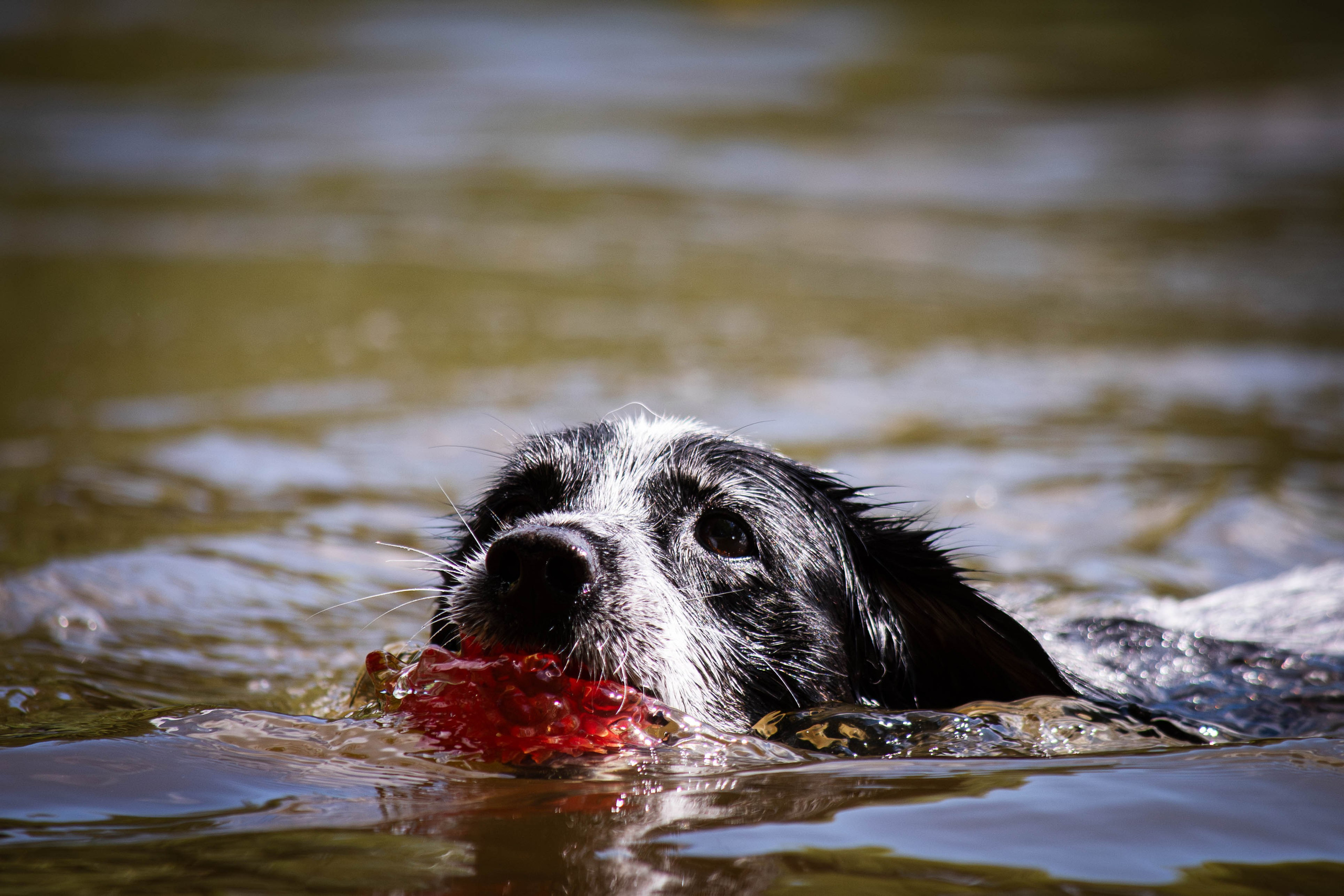 Берта, Ангелина и Витя. Фотограф Светлана Блинова, Москва и Московская область