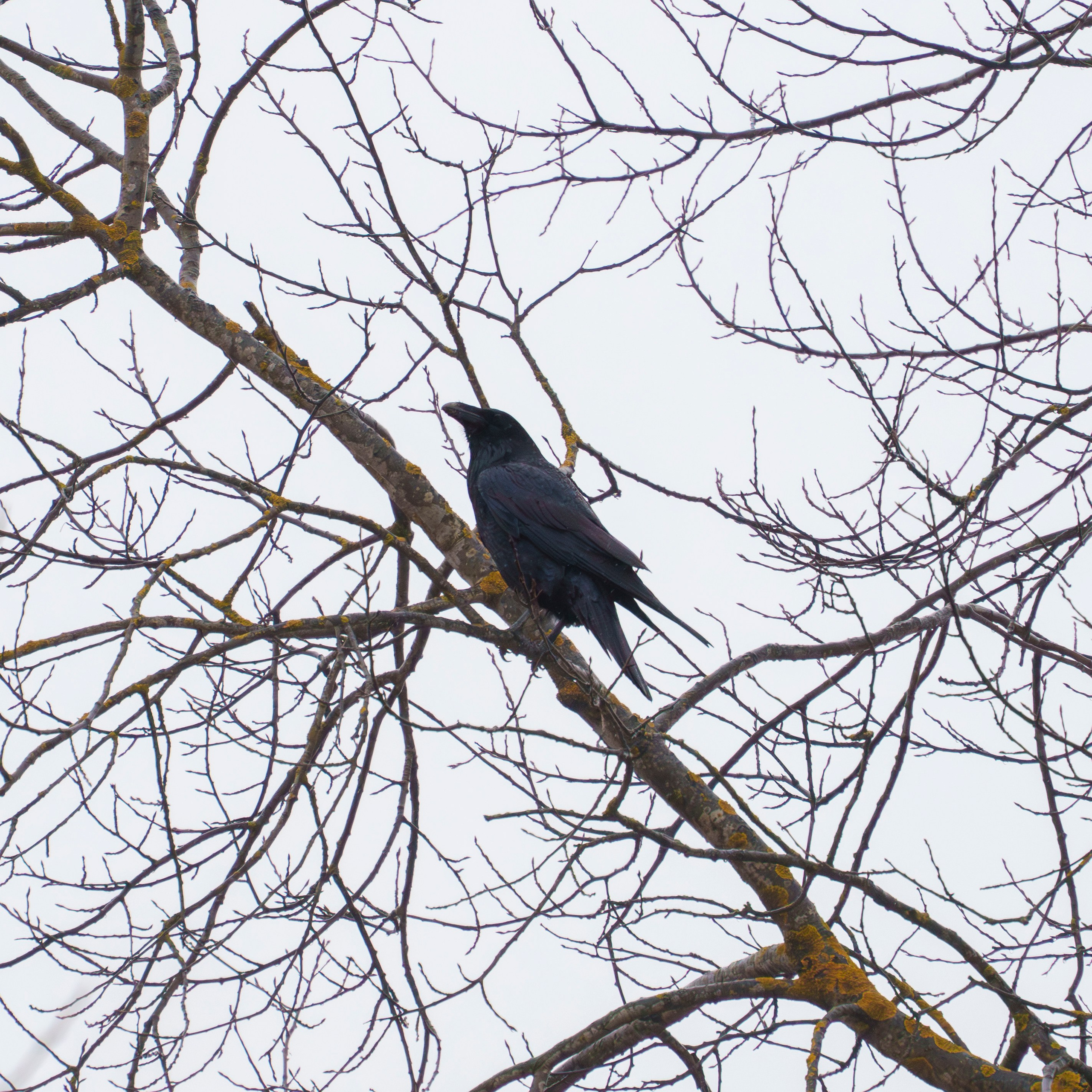 Animals — Животные