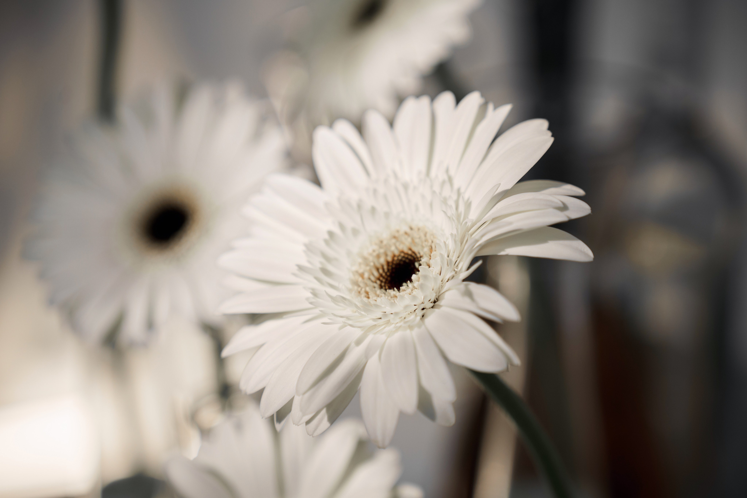 Елена & Александр. Фотограф Михаил Ефремов