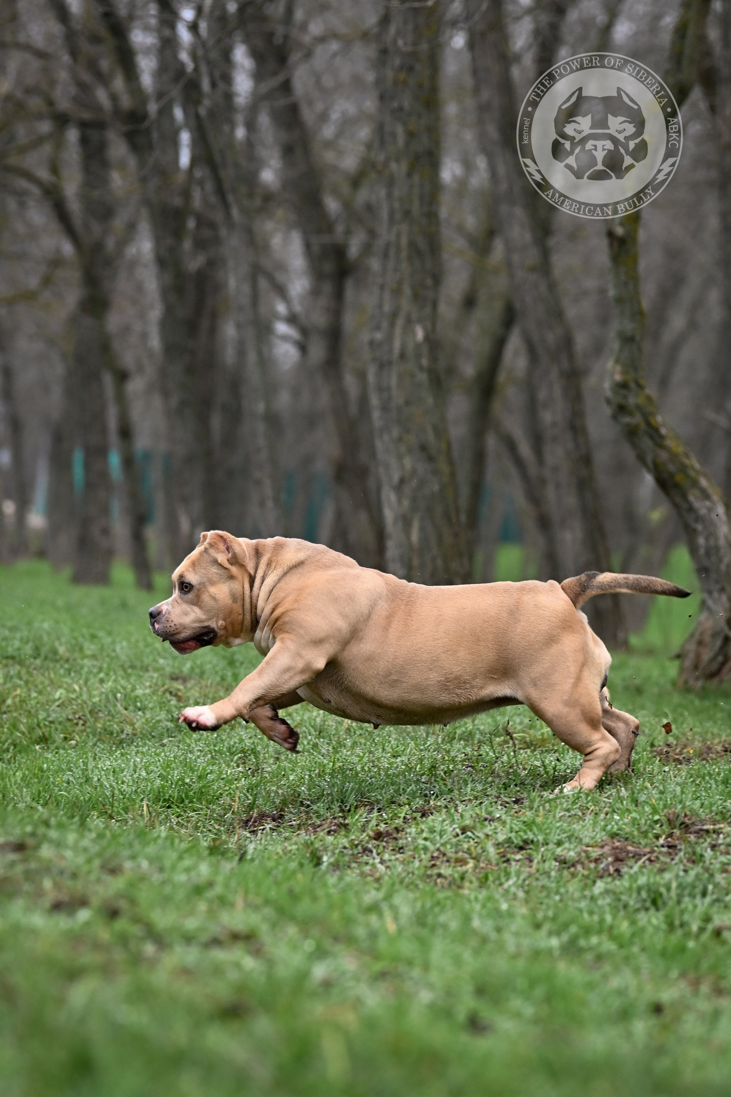 купить щенка амбулли в Ставрополе, купить щенка American Bully в Ставрополе, купить щенка Американского Булли в Ставрополе