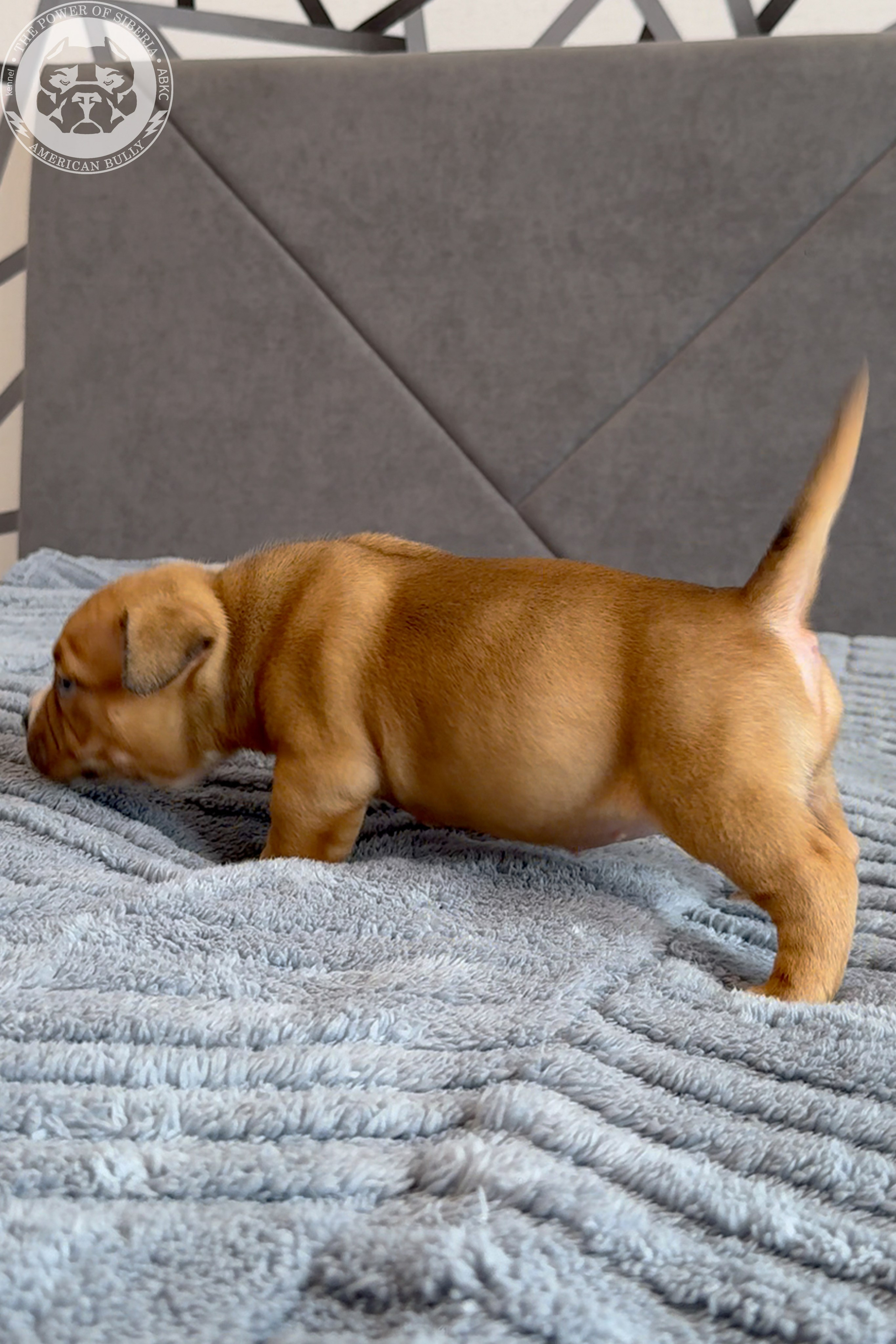 Свободные щенки Американский Булли, в типах покет, классик, стандарт. Американский Булли в г. Ростов-на-Дону. Питомник THE POWER OF SIBERIA