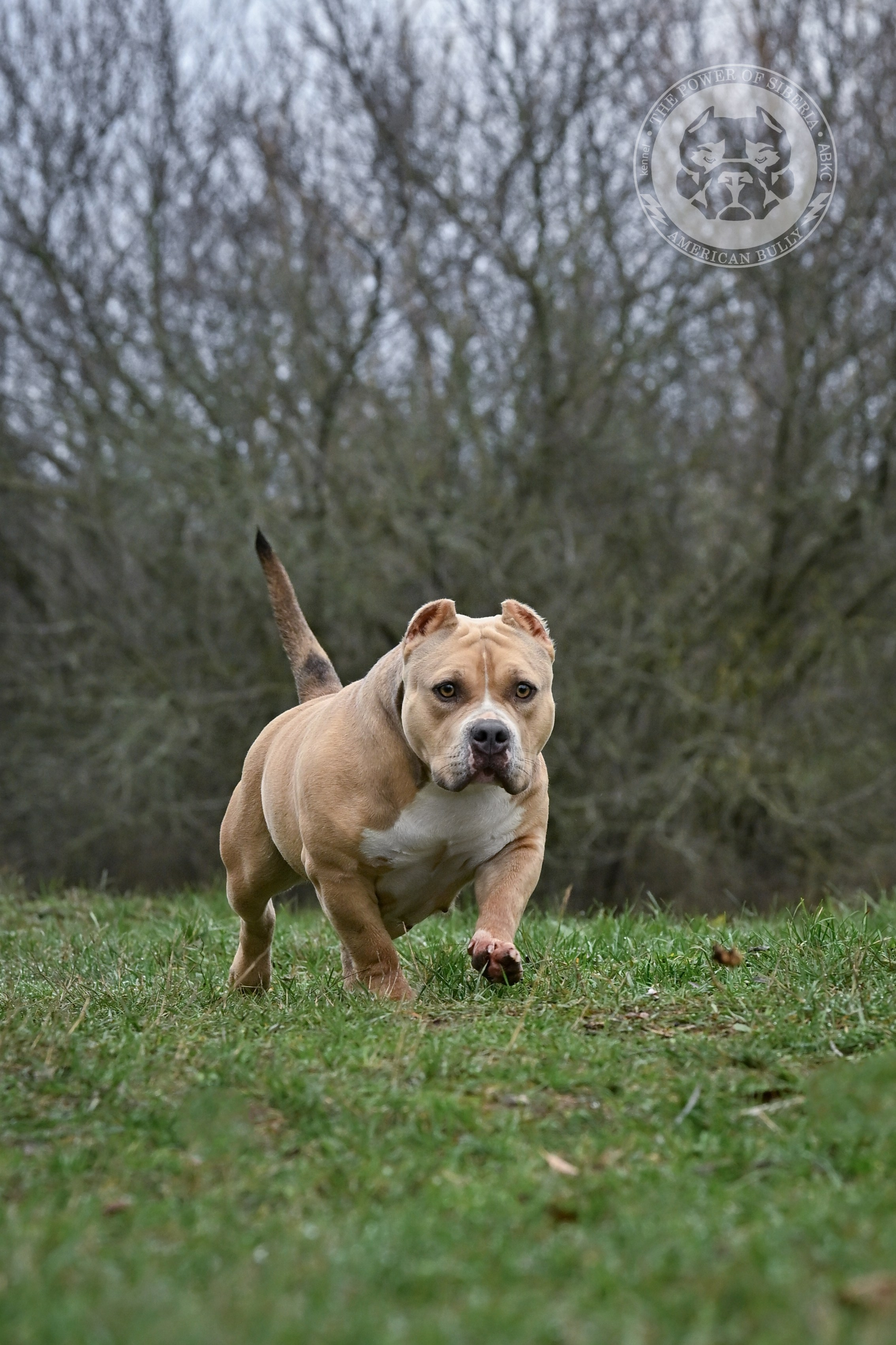 Декабрь 2025. Американский Булли в г. Ростов-на-Дону. Питомник THE POWER OF SIBERIA