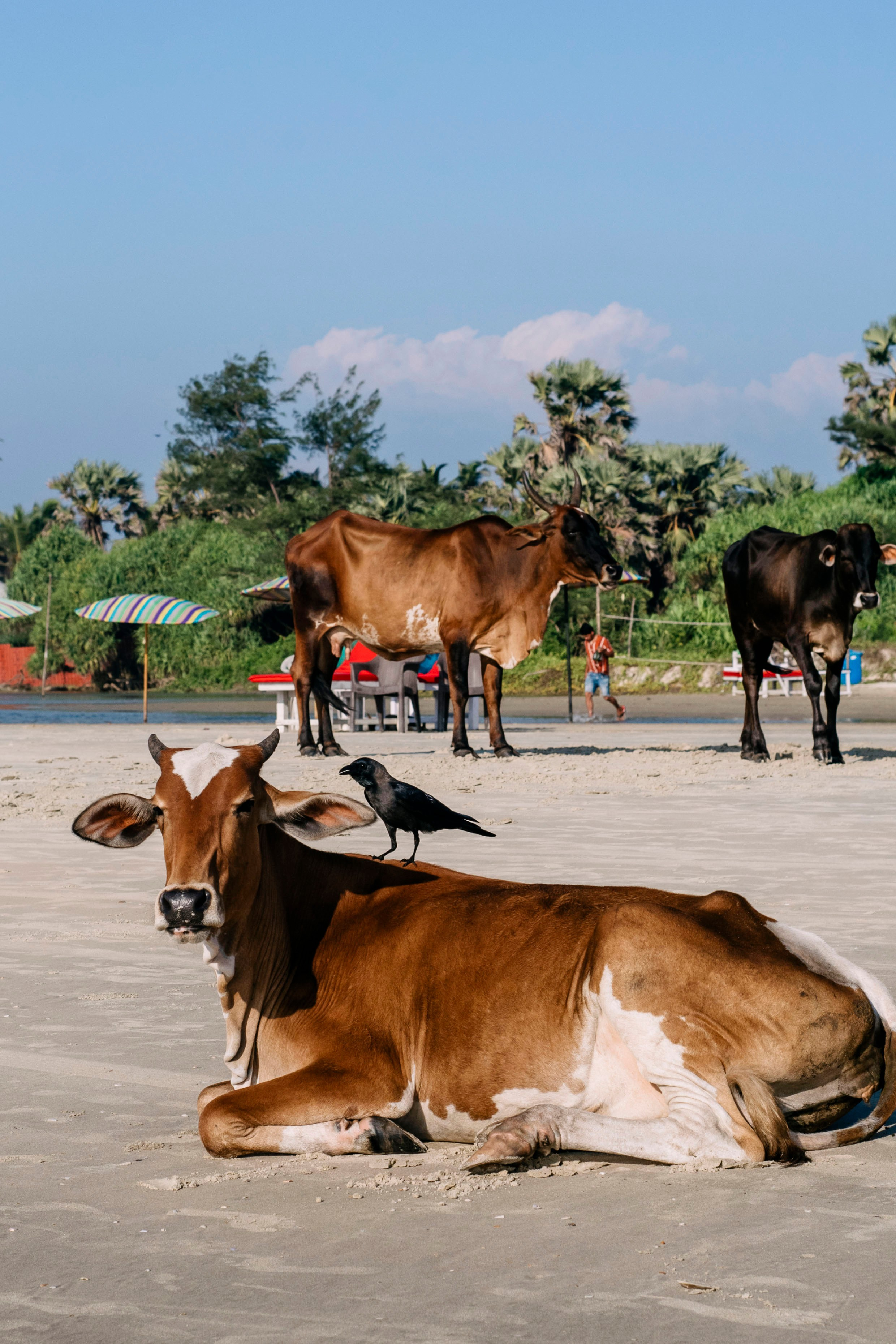 Гоа. индия. Iraogo