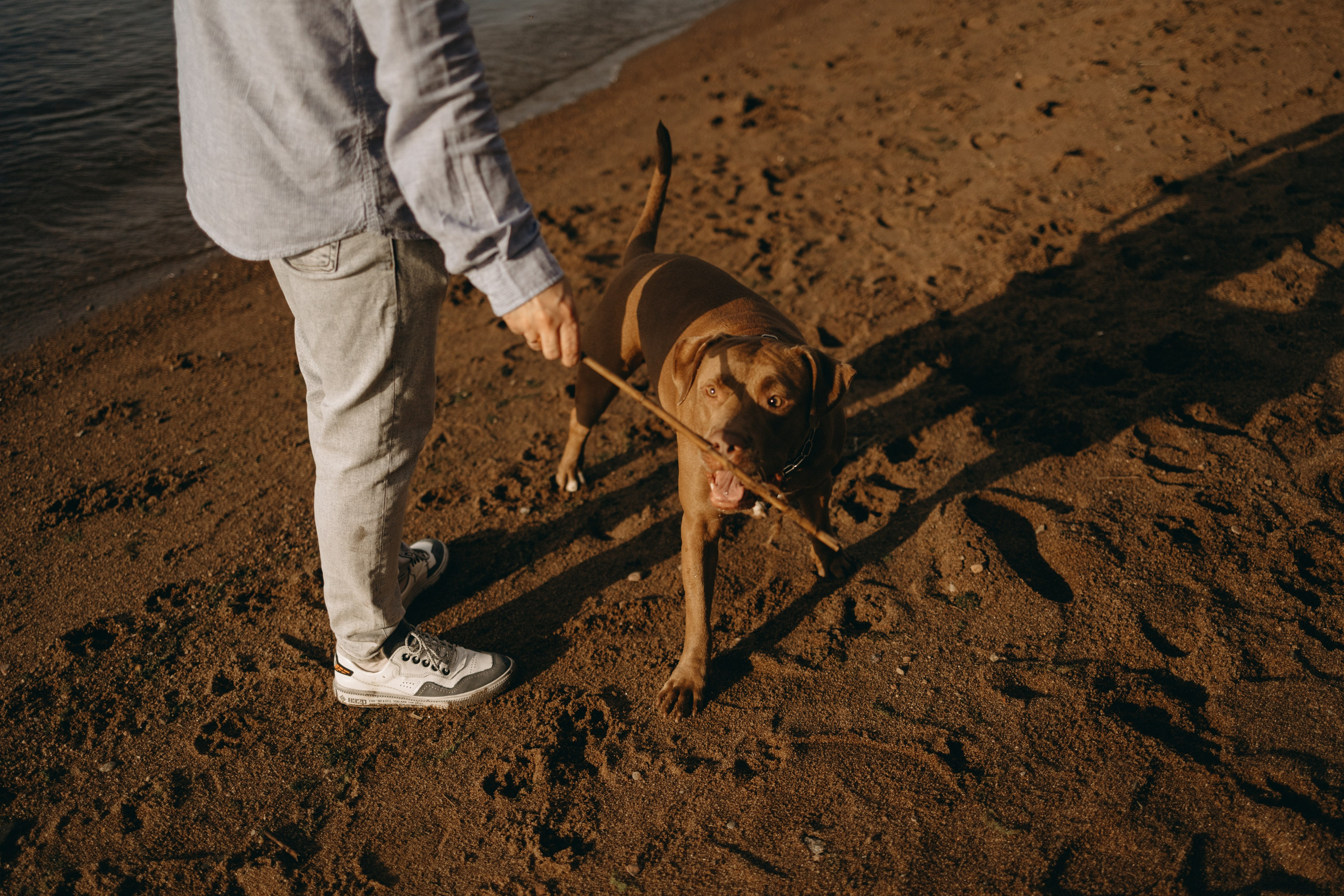 Бонни и ее семья. Фотограф — Анималист | Санкт-Петербург