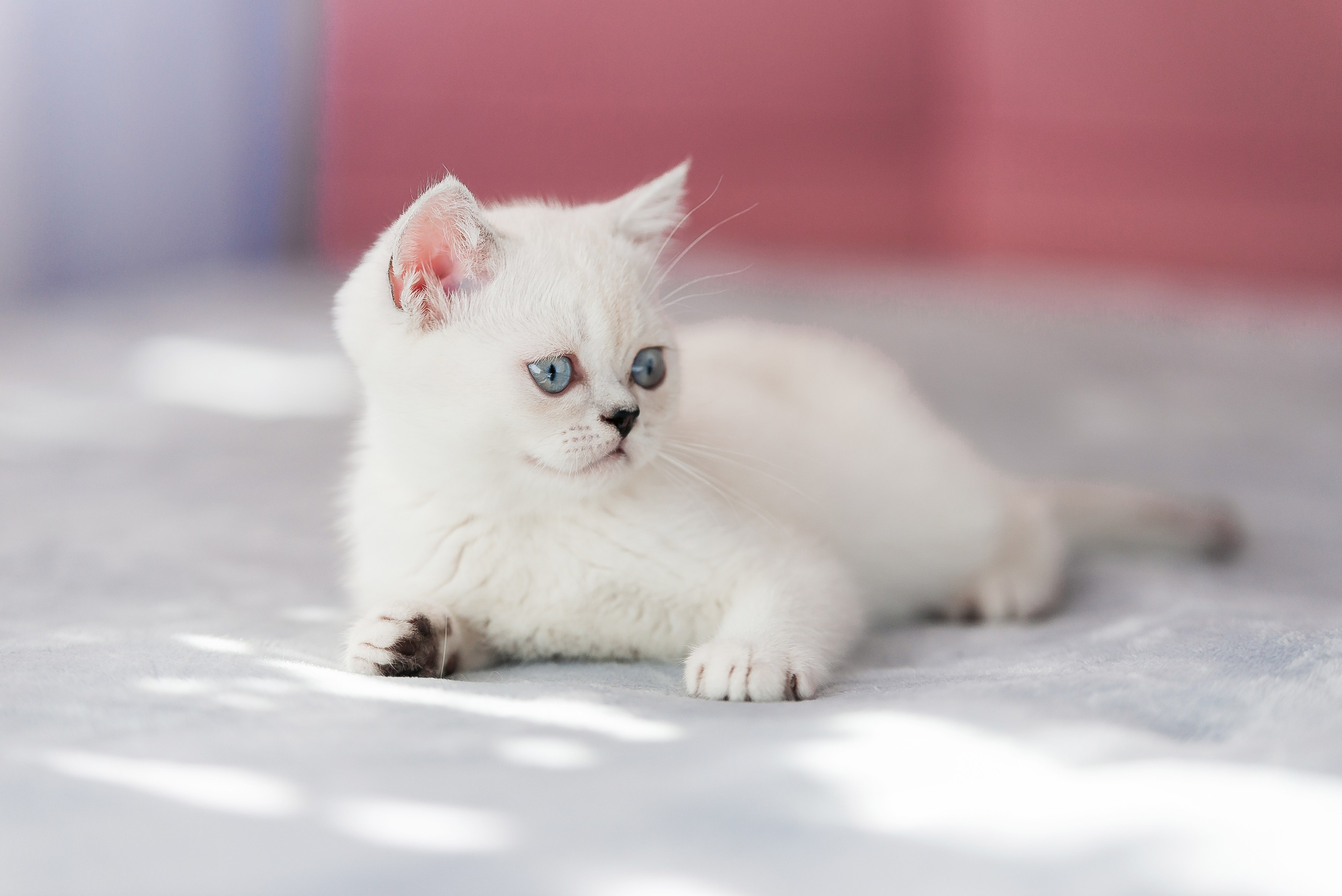 Питомец в кадре. Фотограф-анималист Анастасия Парфенова|Екатеринбург