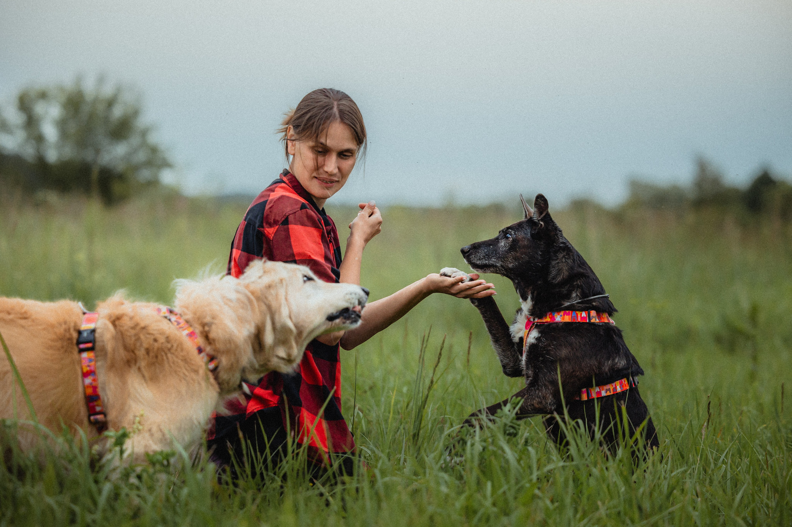 Выездной дог-тренинг от школы «Шерсть имею»