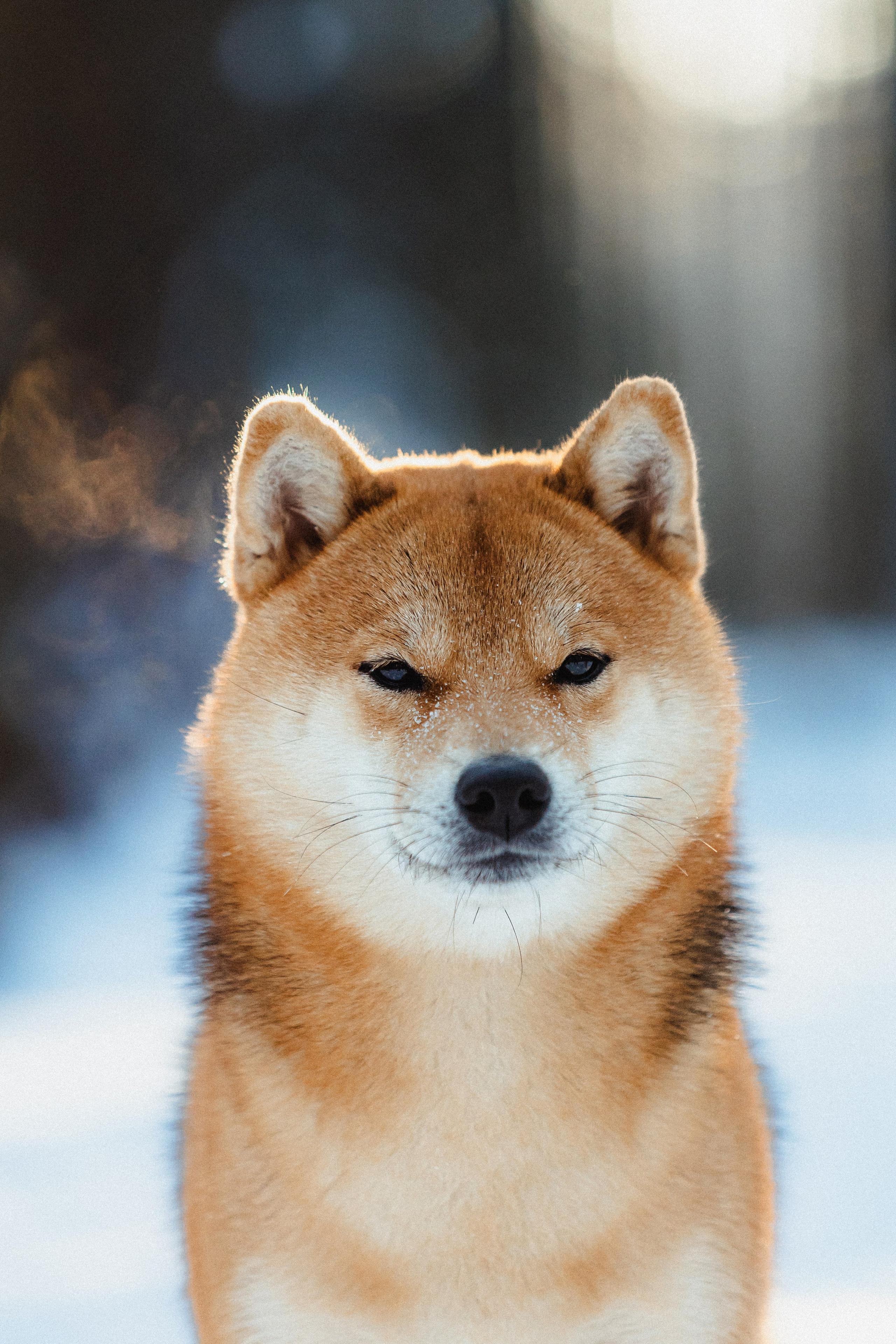 Шед, Цири и Ира