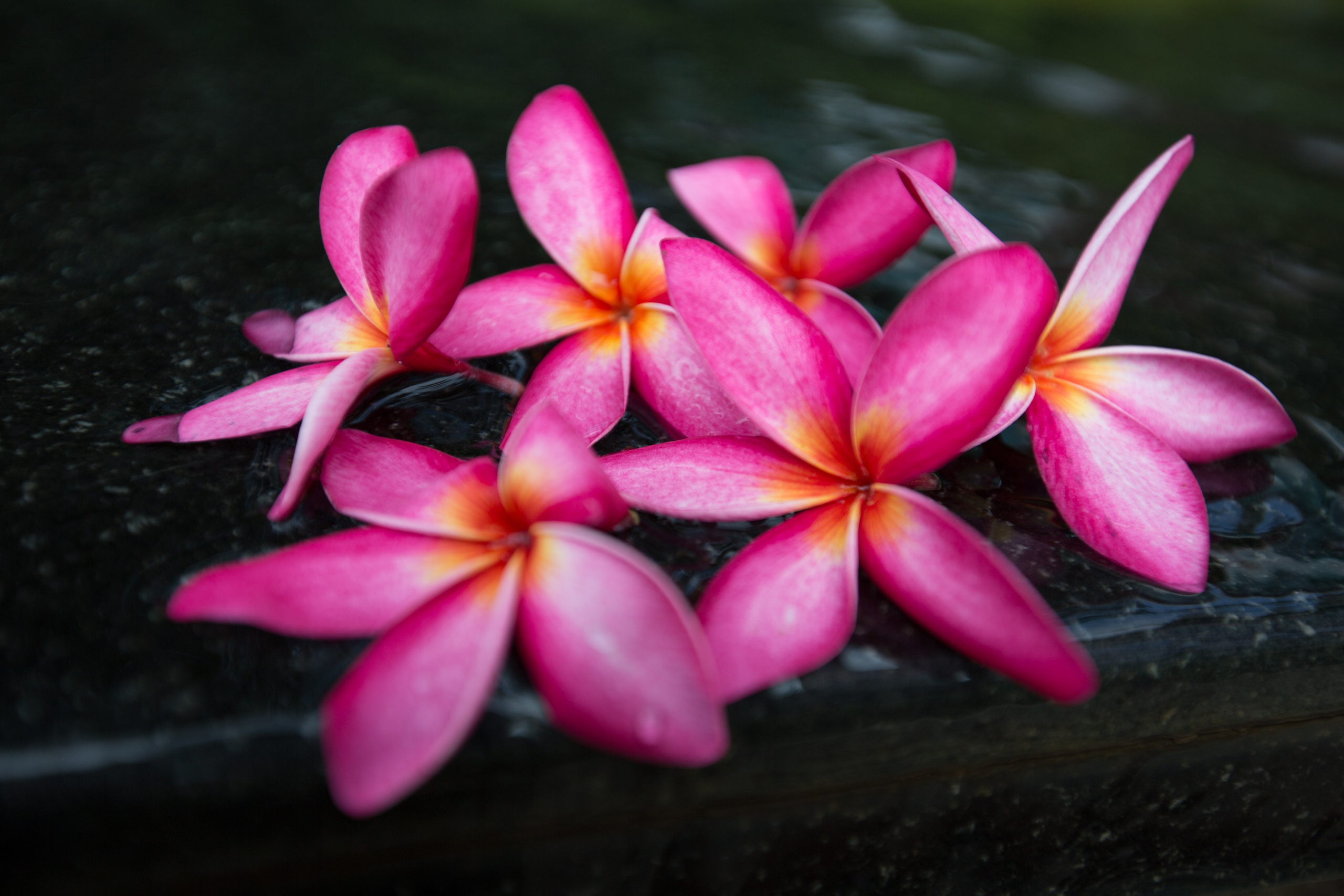 Фото Цветов. Студия Максима Белослюдцева