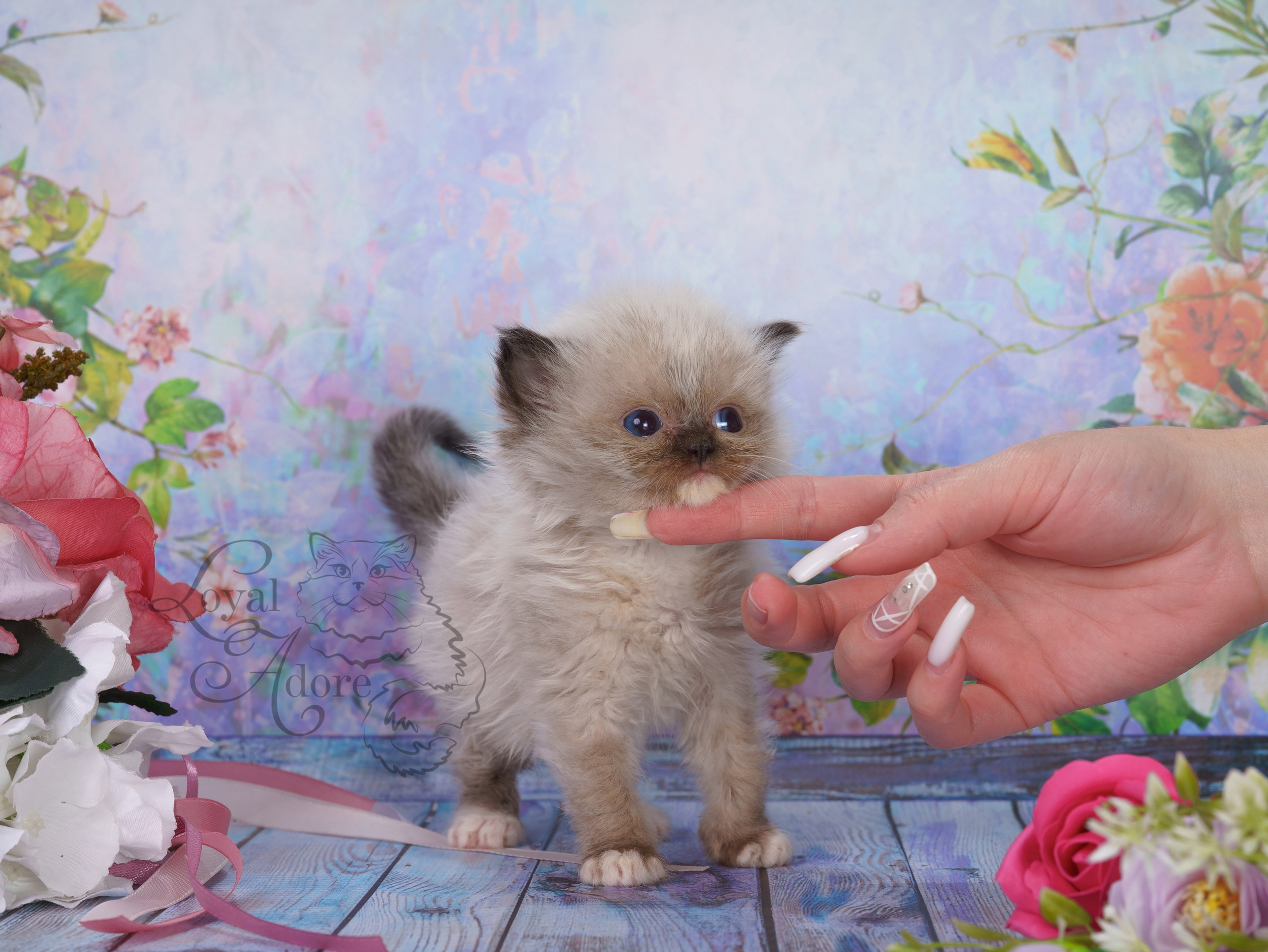 Котята рэгдолл от Loyal Adore. Питомник рэгдолл Loyal Adore