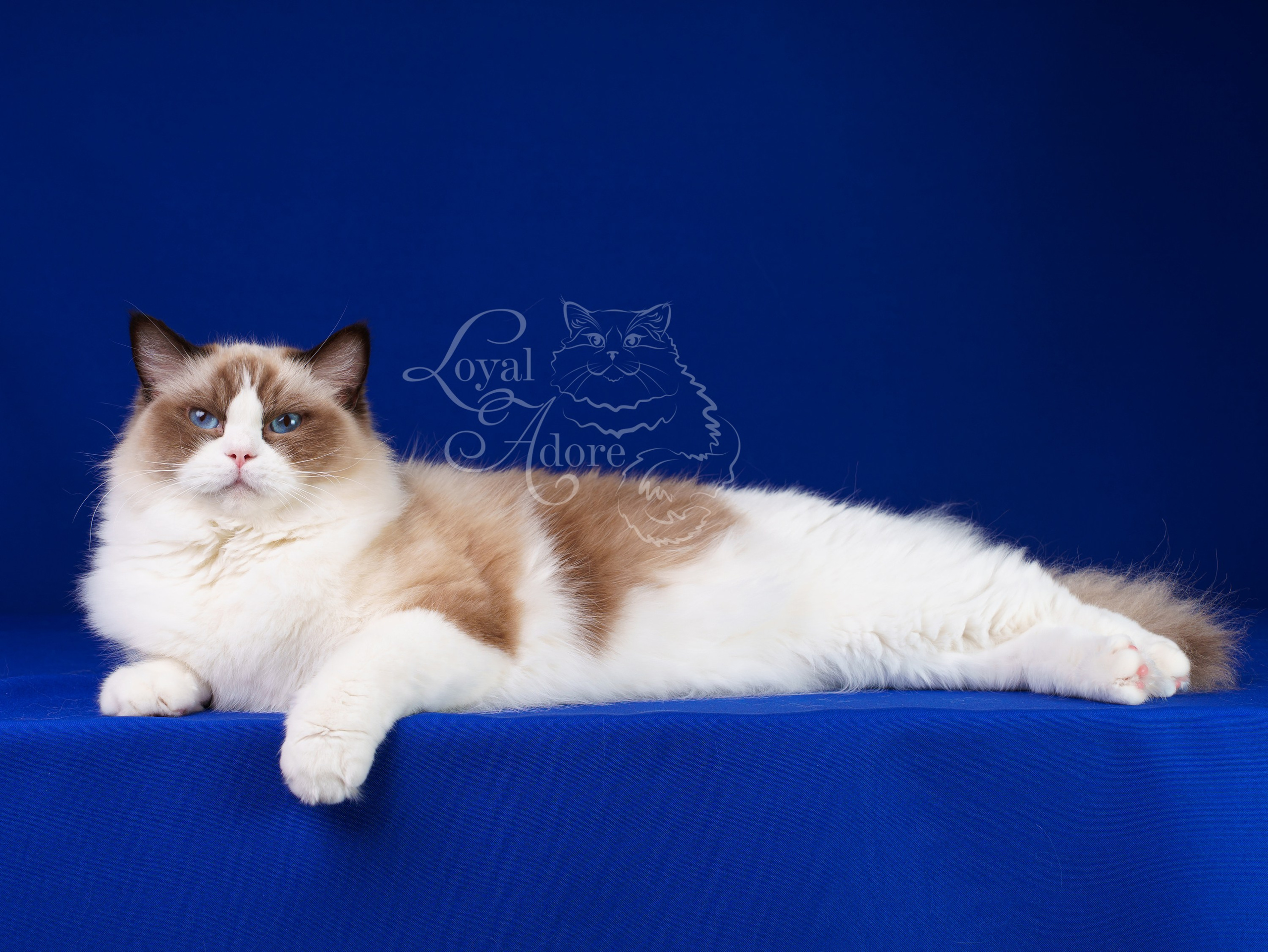 Кошки производители Loyal Adore. Питомник рэгдолл Loyal Adore