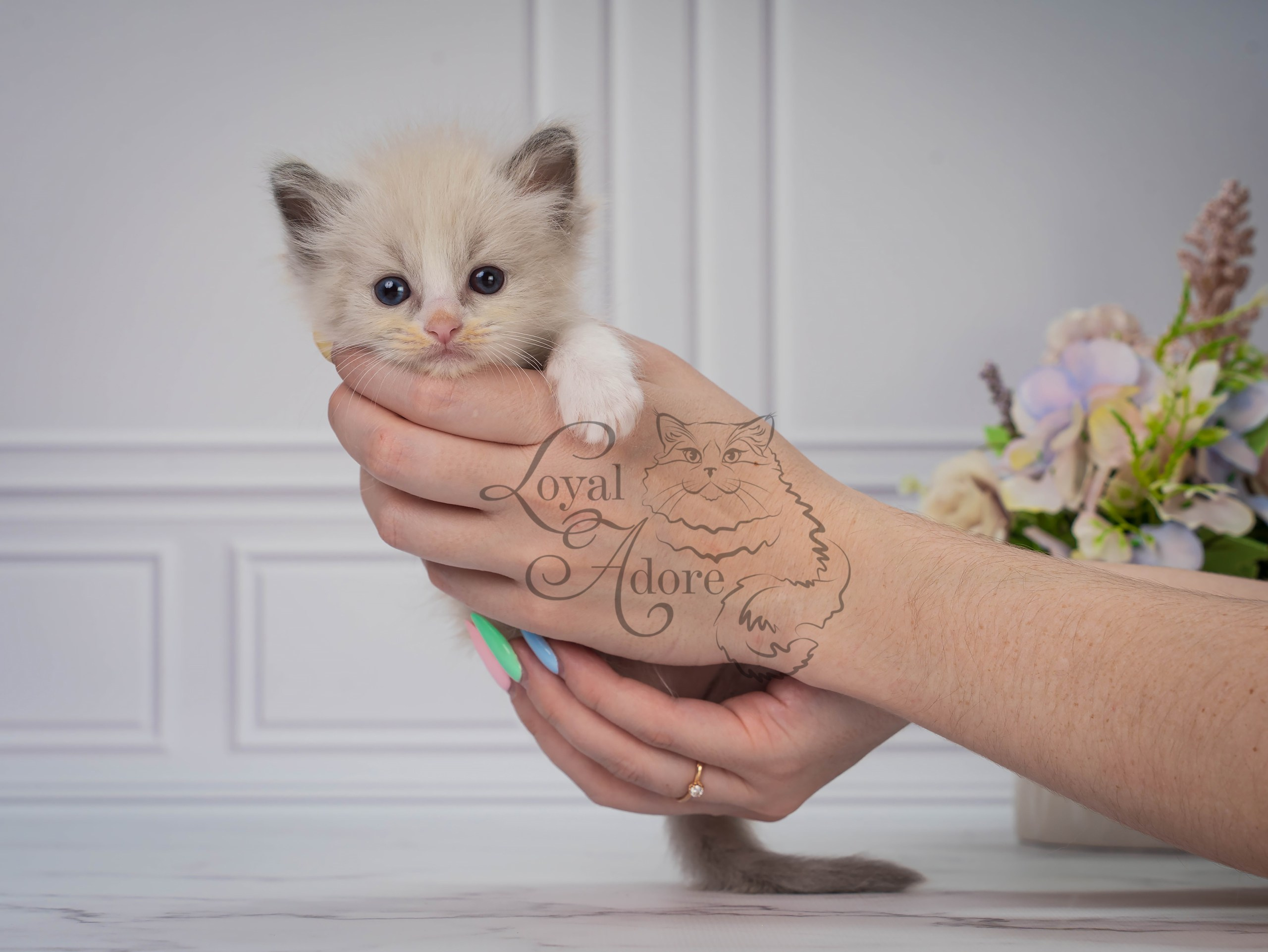 Все свободные котята. Питомник рэгдолл Loyal Adore