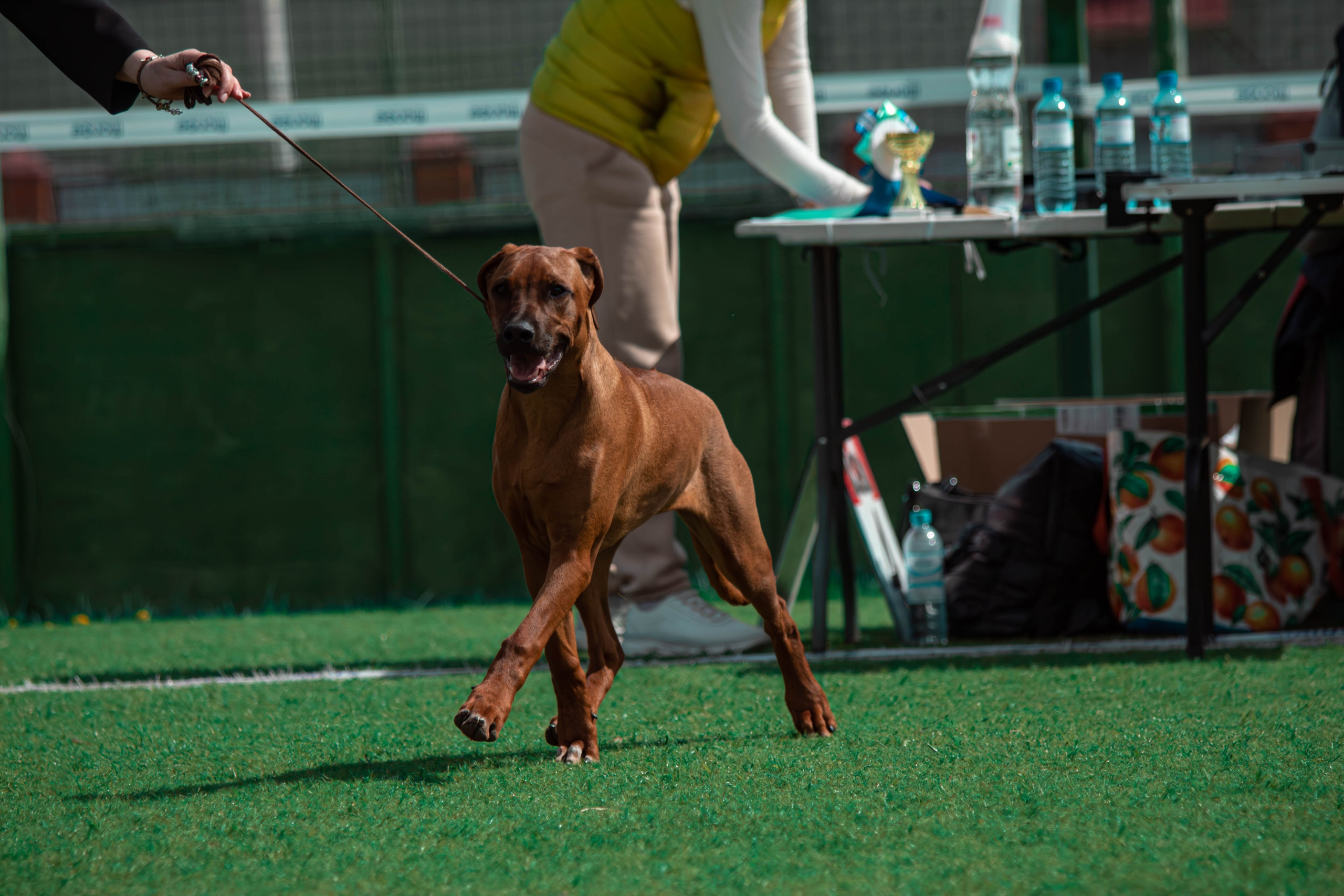 Фотограф анималист для выставки собак в Туле. Фотограф анималист — Тула, Москва