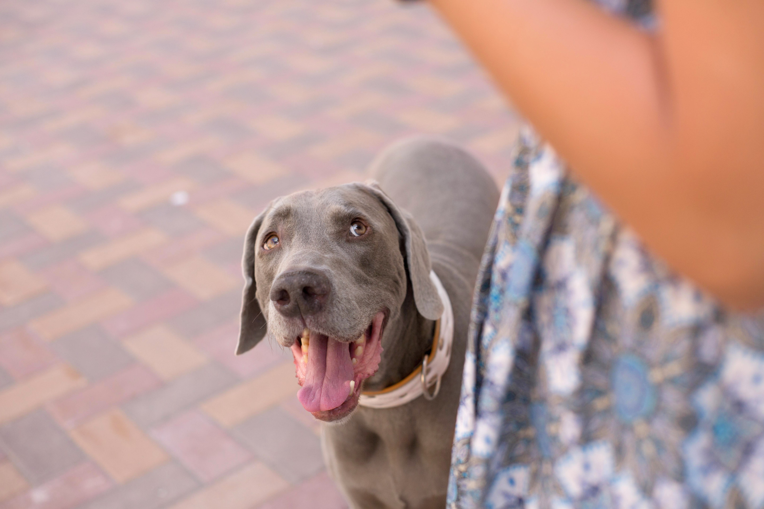 Евгения и Данте. Https://moshkovaphoto.ru/