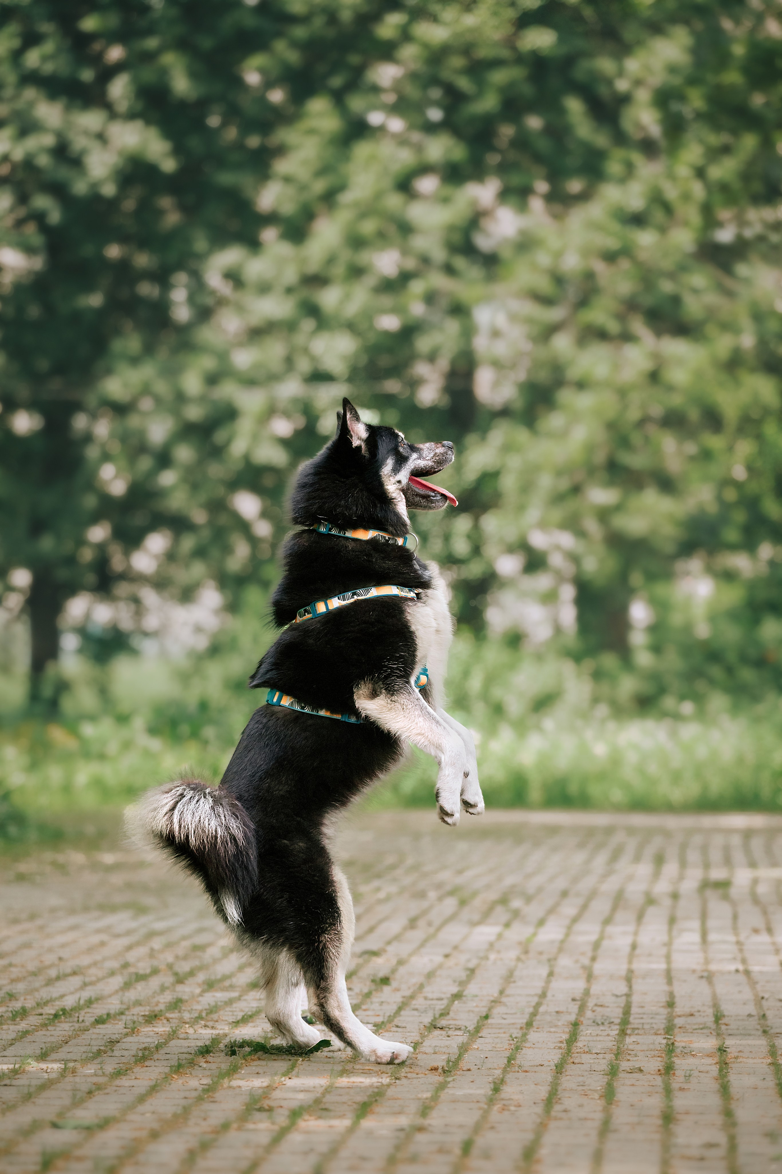 Собаки из приюта Дубовая роща лето 2025. Фотограф-анималист Татьяна Степанова