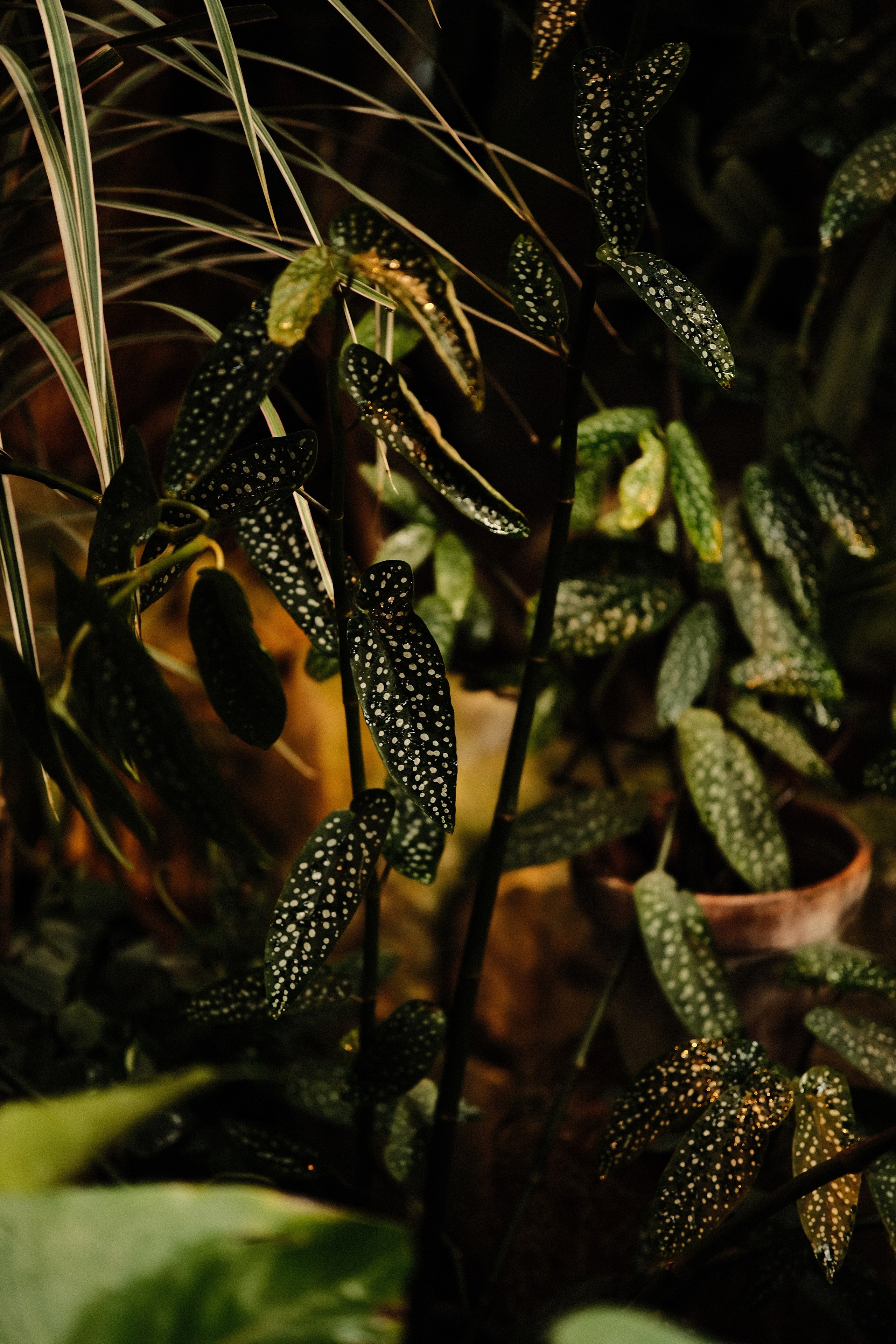 Аптекарский огород. Фотограф-любитель из Кирова Андрей Погребняк