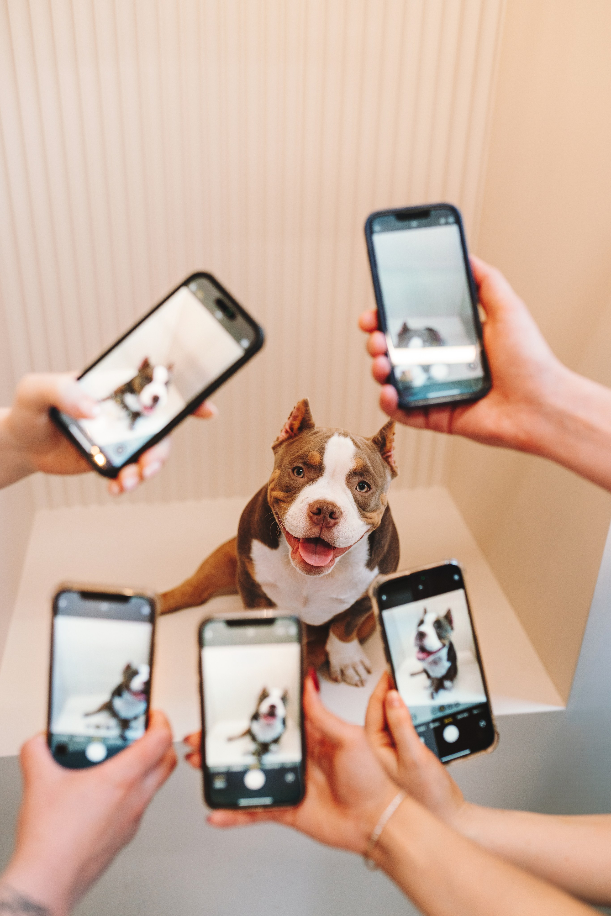 Груминг-салон. Фотограф анималист Осипчикова Мария