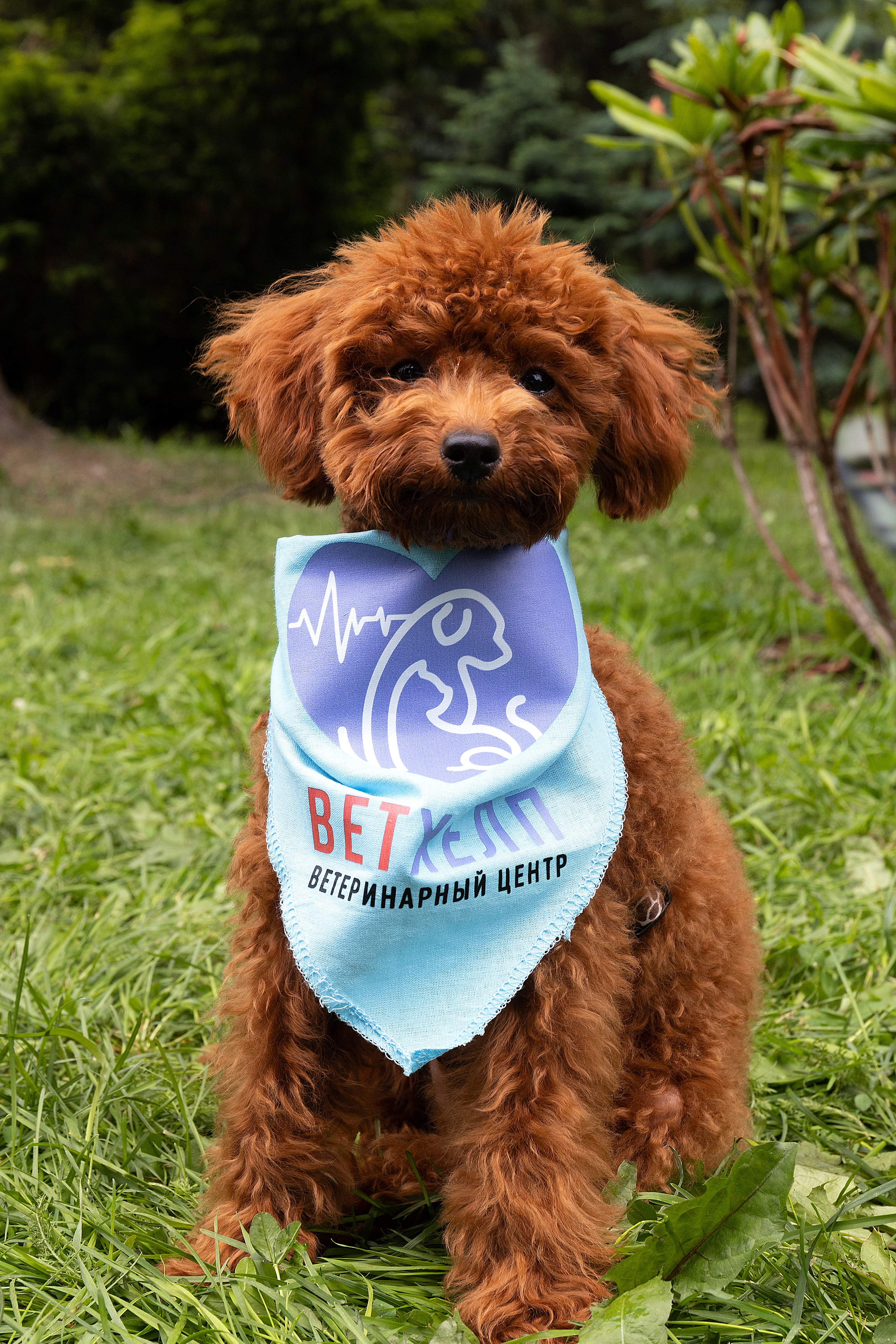 Анималистика