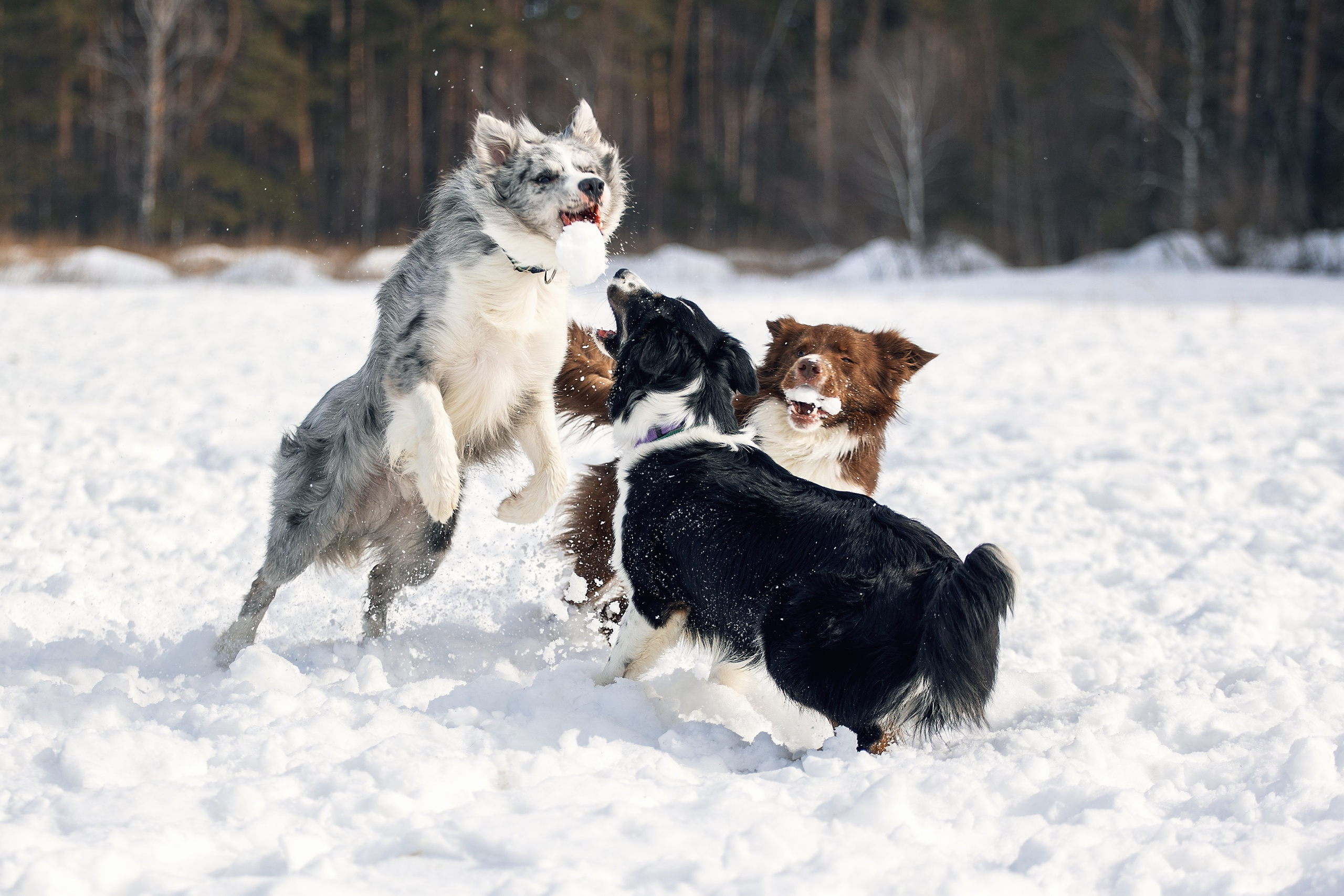 В погоне за снежком…. YULA KOLESOVA | Фотограф — Анималист | Художник | Тюмень