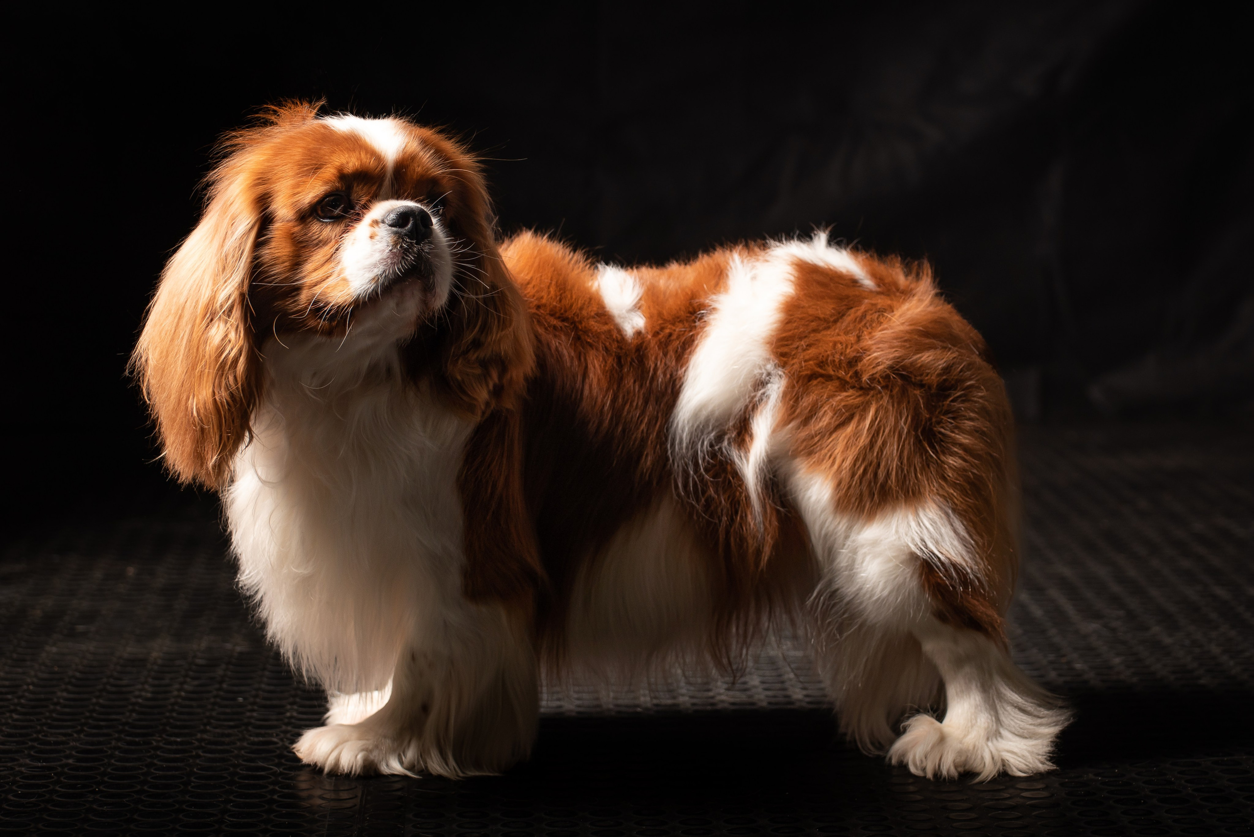 Съёмка собак. Фотограф Макс Огурцов в Нижнем Новгороде