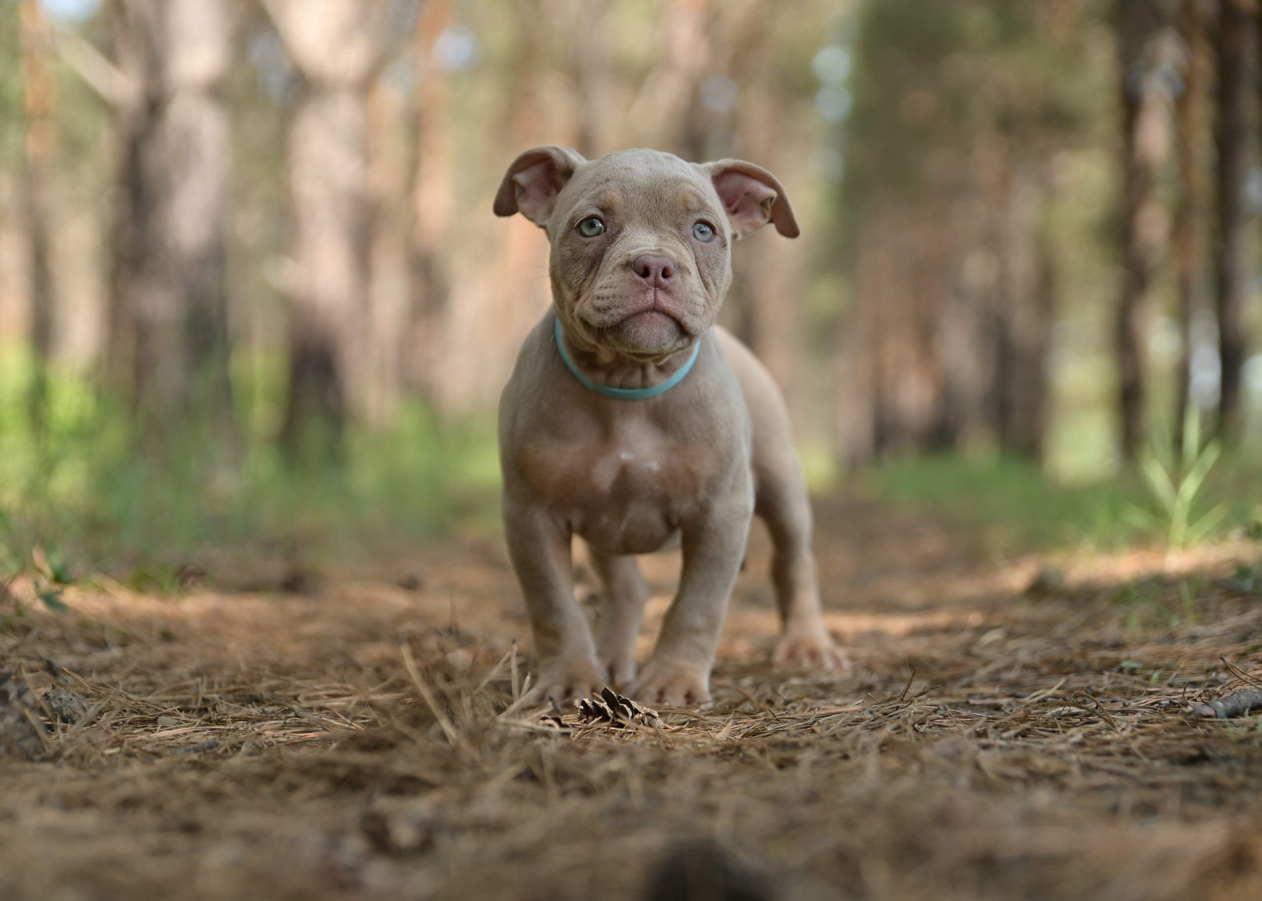 Свободные щенки Американский Булли в Иркутске. Питомник собак Иркутск