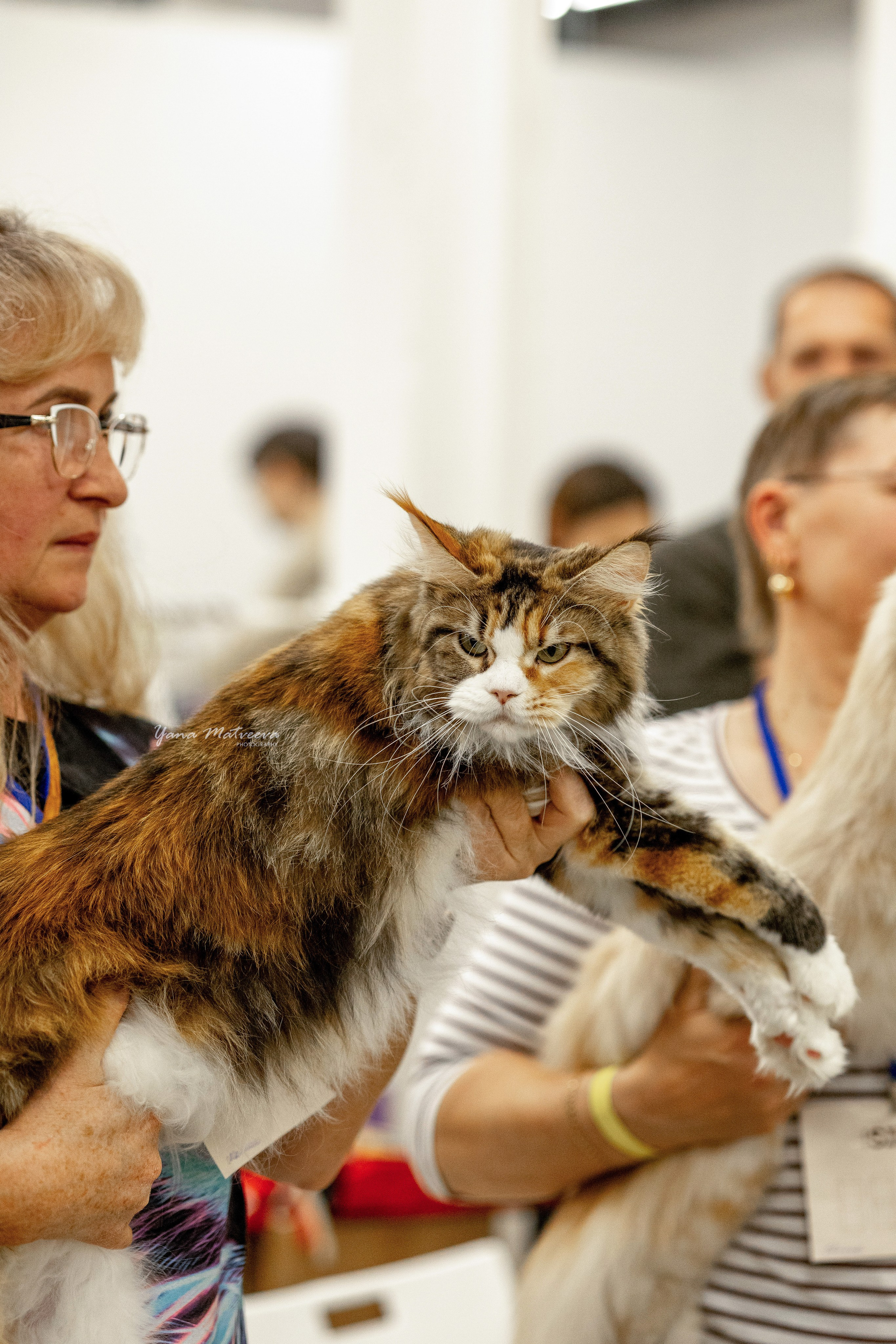 Кошки. Фотограф Яна Матвеева в Ижевске