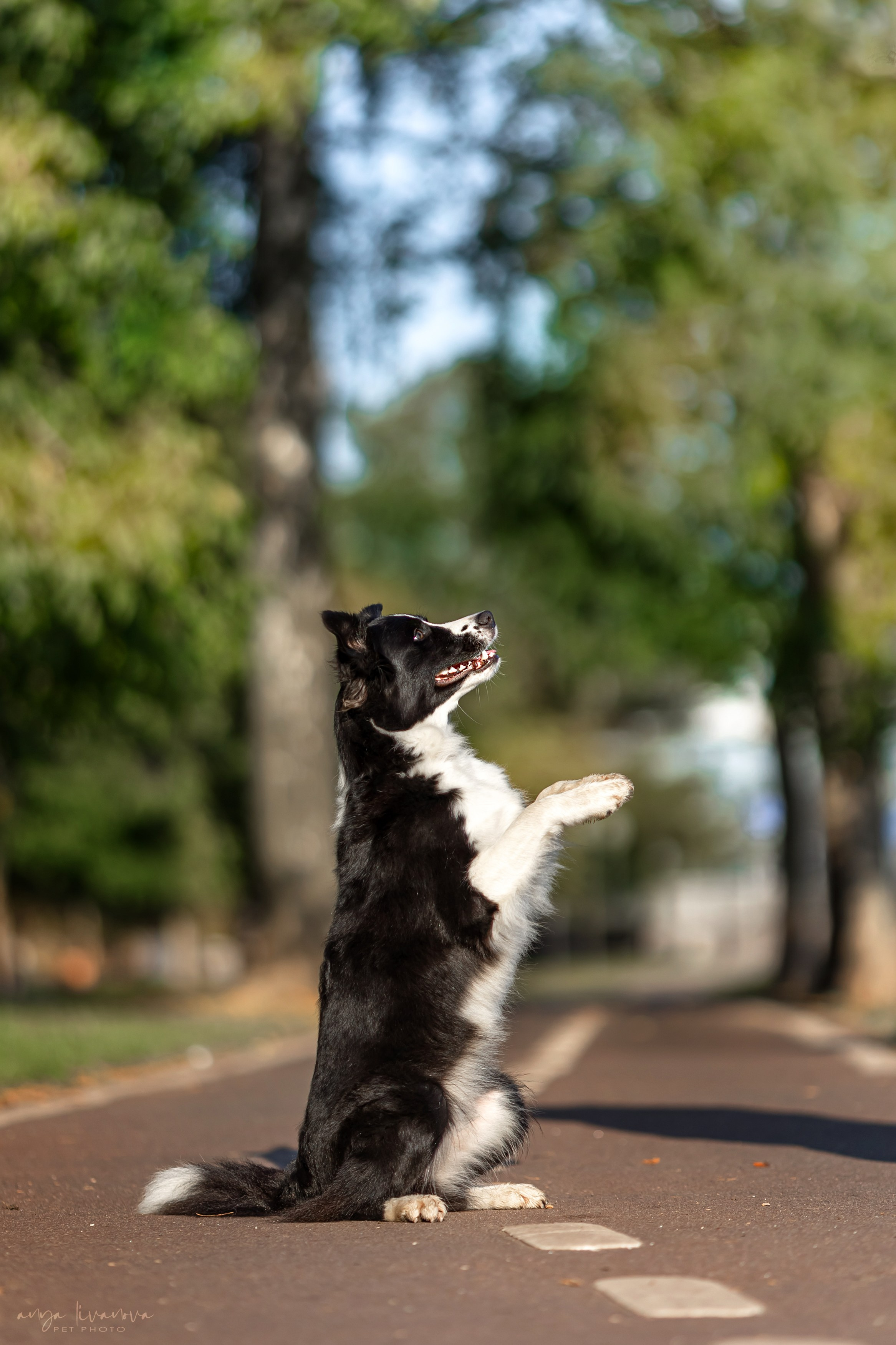 Алена и Майли. Фотограф анималист Аня Ливанова | Рыбинск