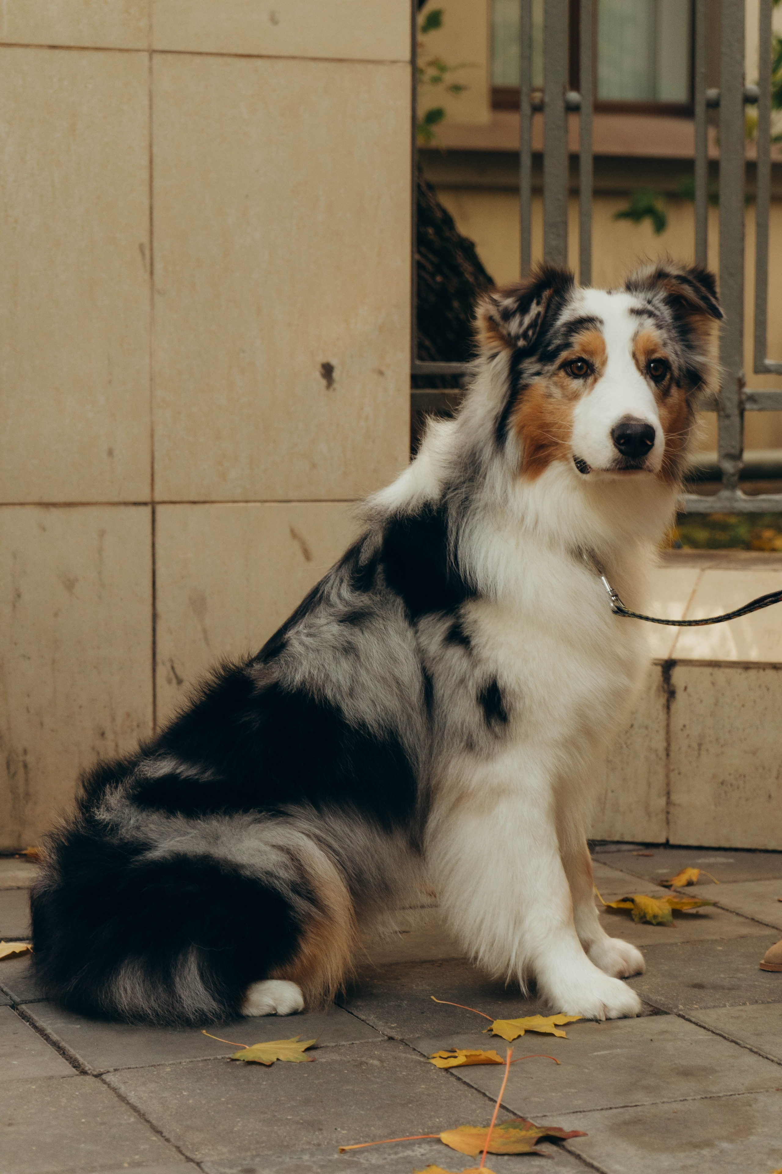 Аня, Влад и Джонни