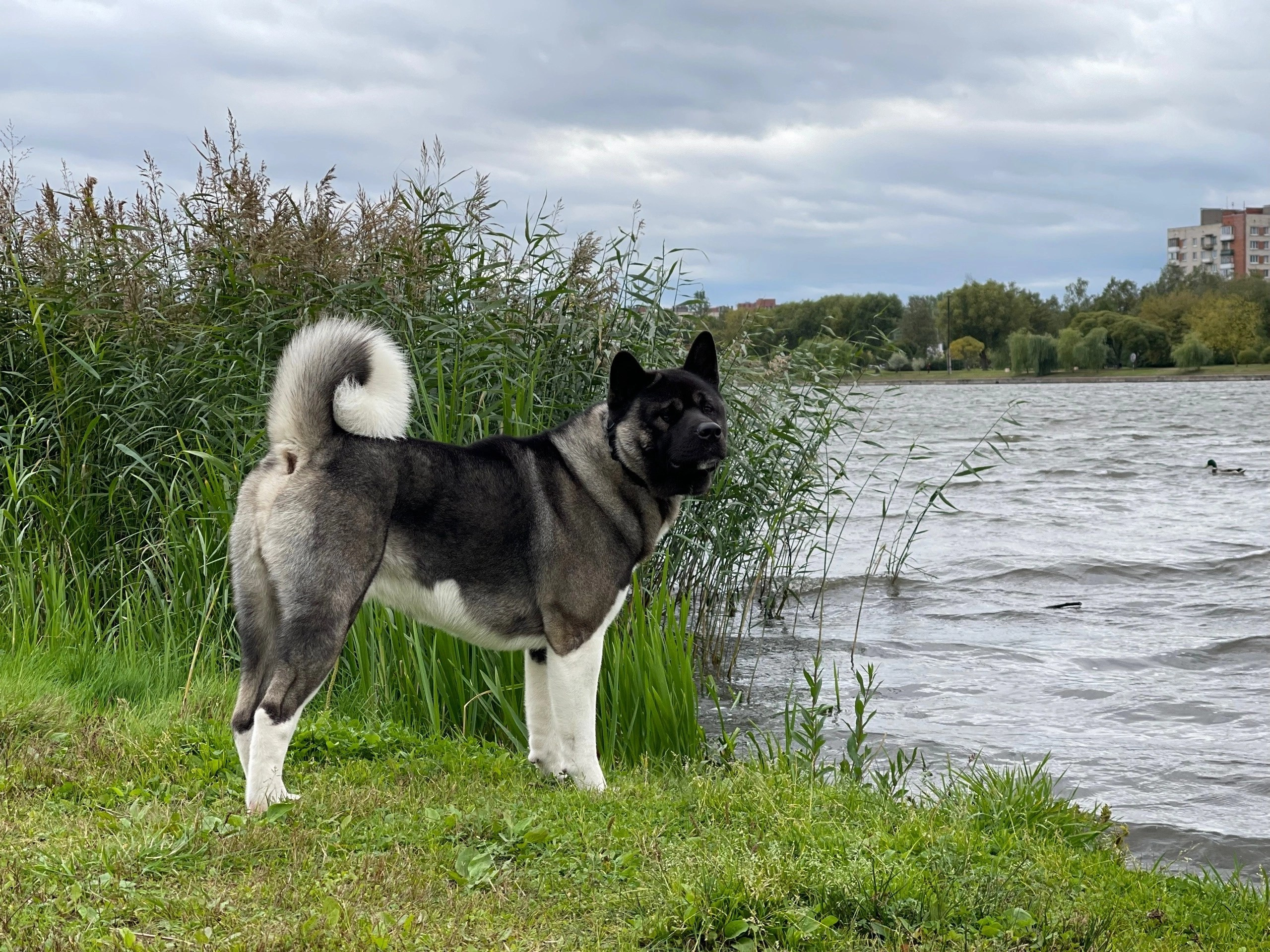 RUBYLIGHT Kamillus. AMERICAN AKITA RUBYLIGHT KENNEL I SHIBA-INU
