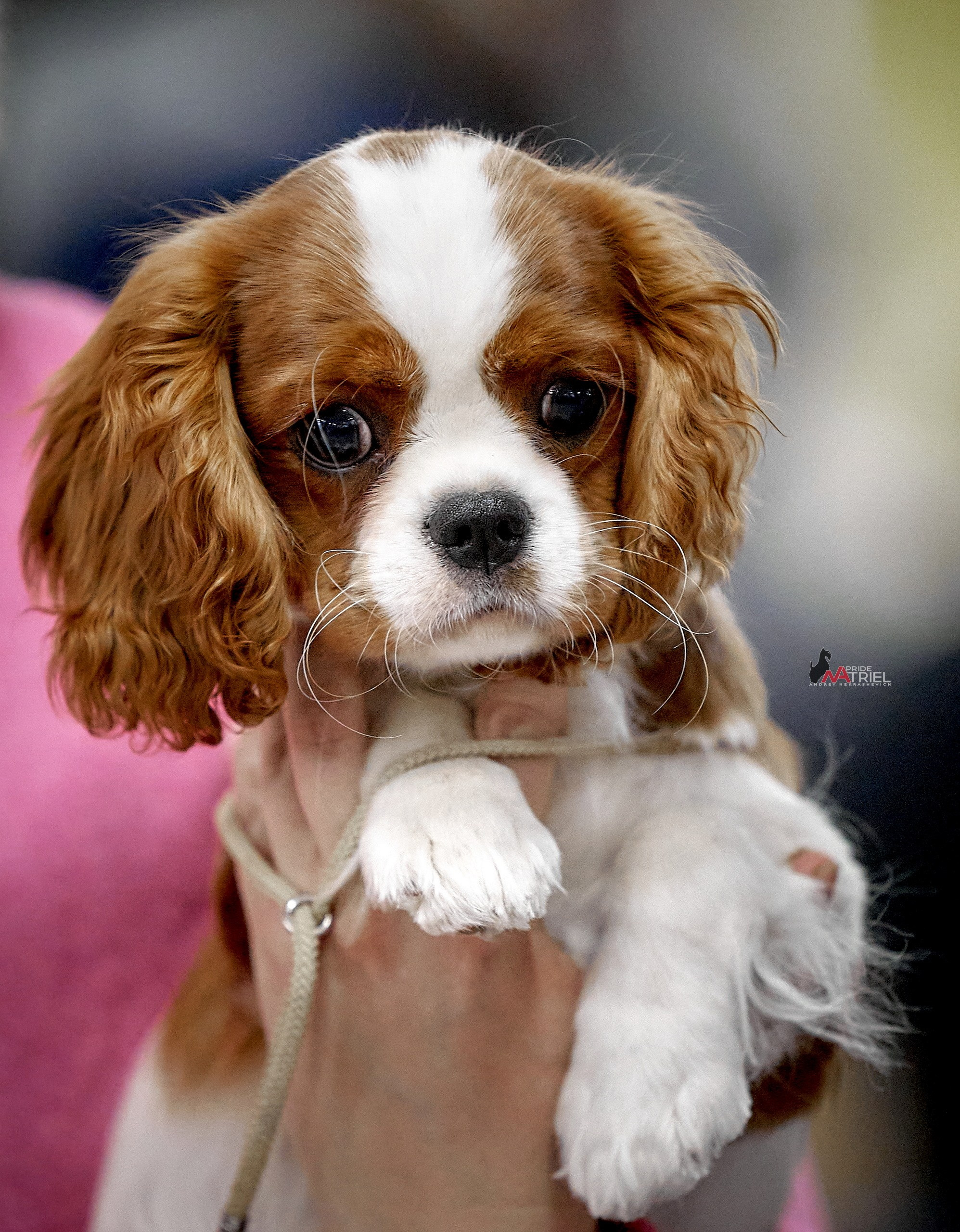 Портреты собак — галерея NATRIEL