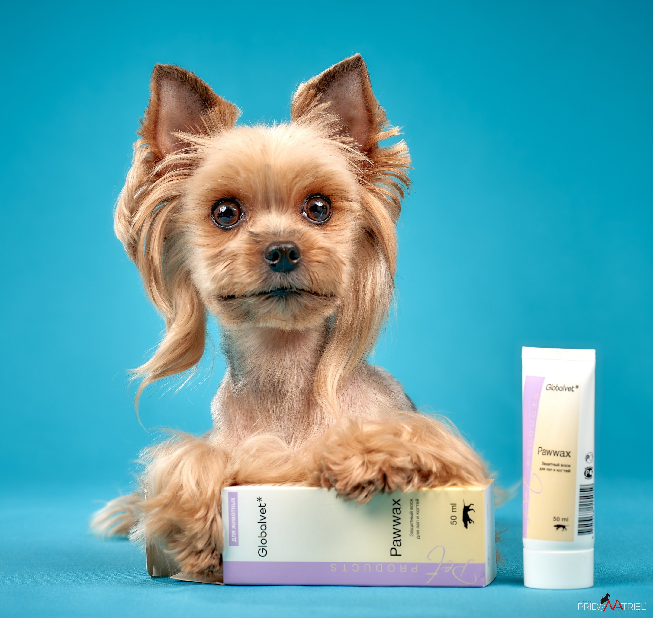 Йоркширский терьер Циля