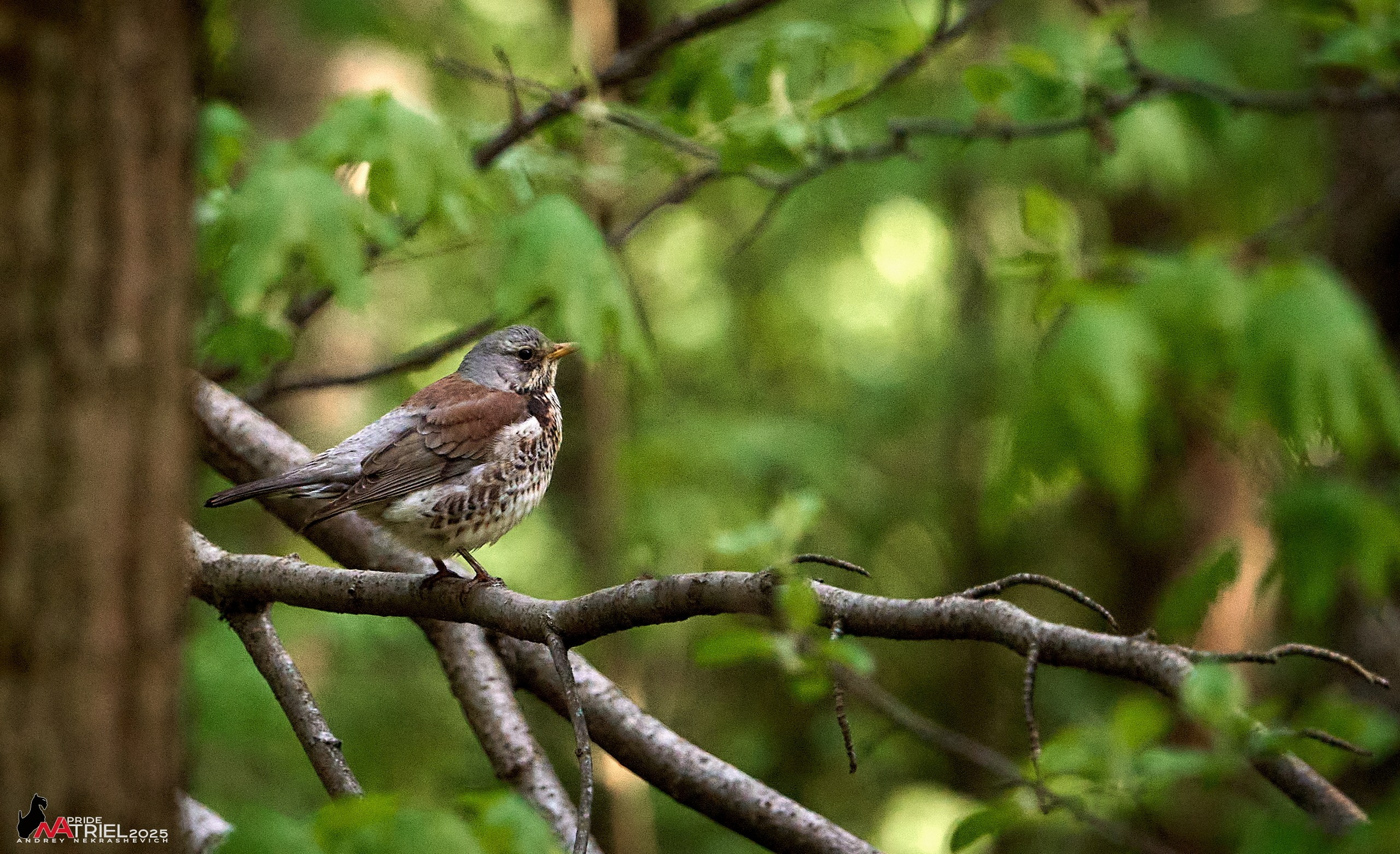 Съемка в майском лесу
