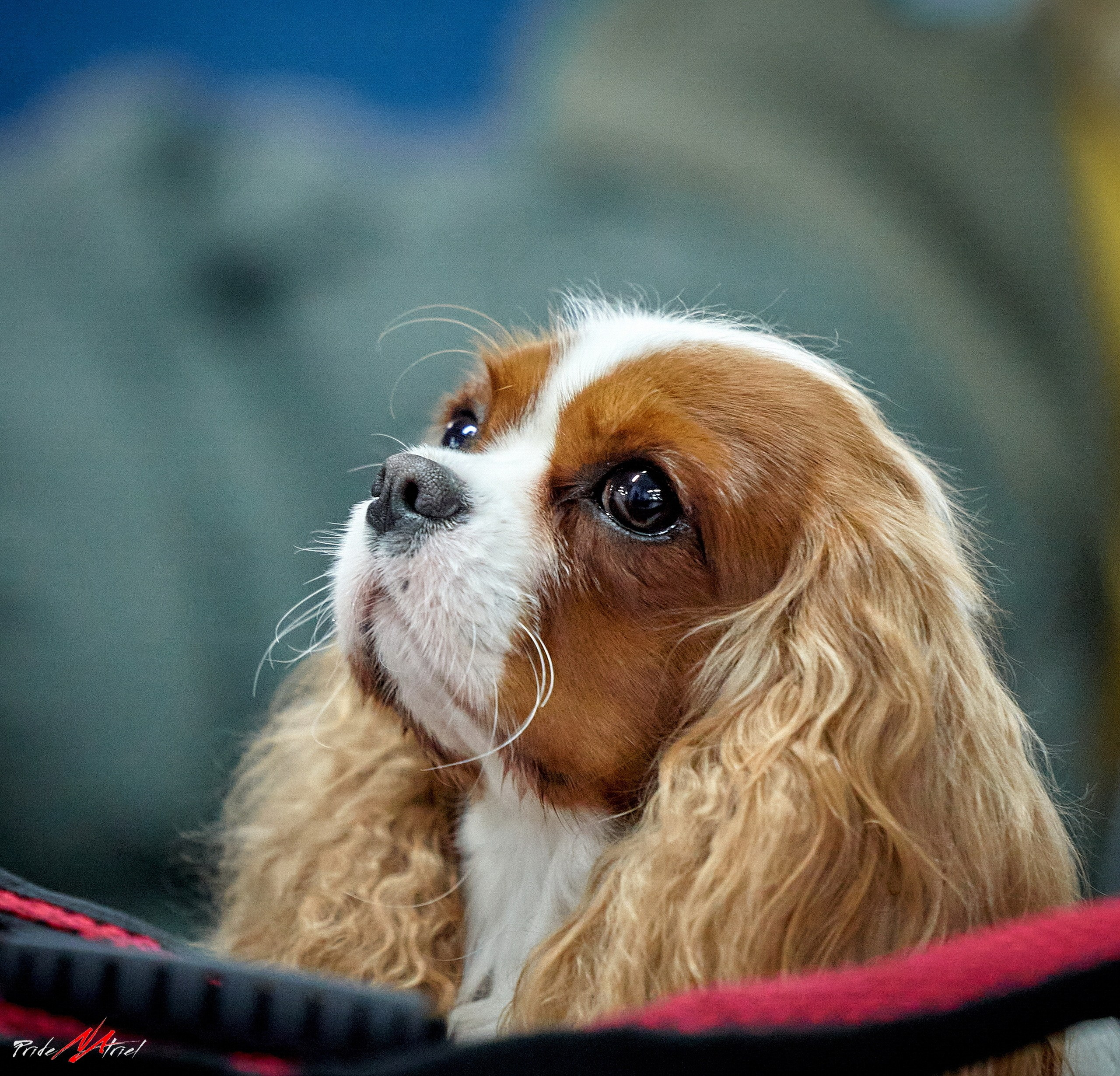 Картинки с выставки — галерея NATRIEL