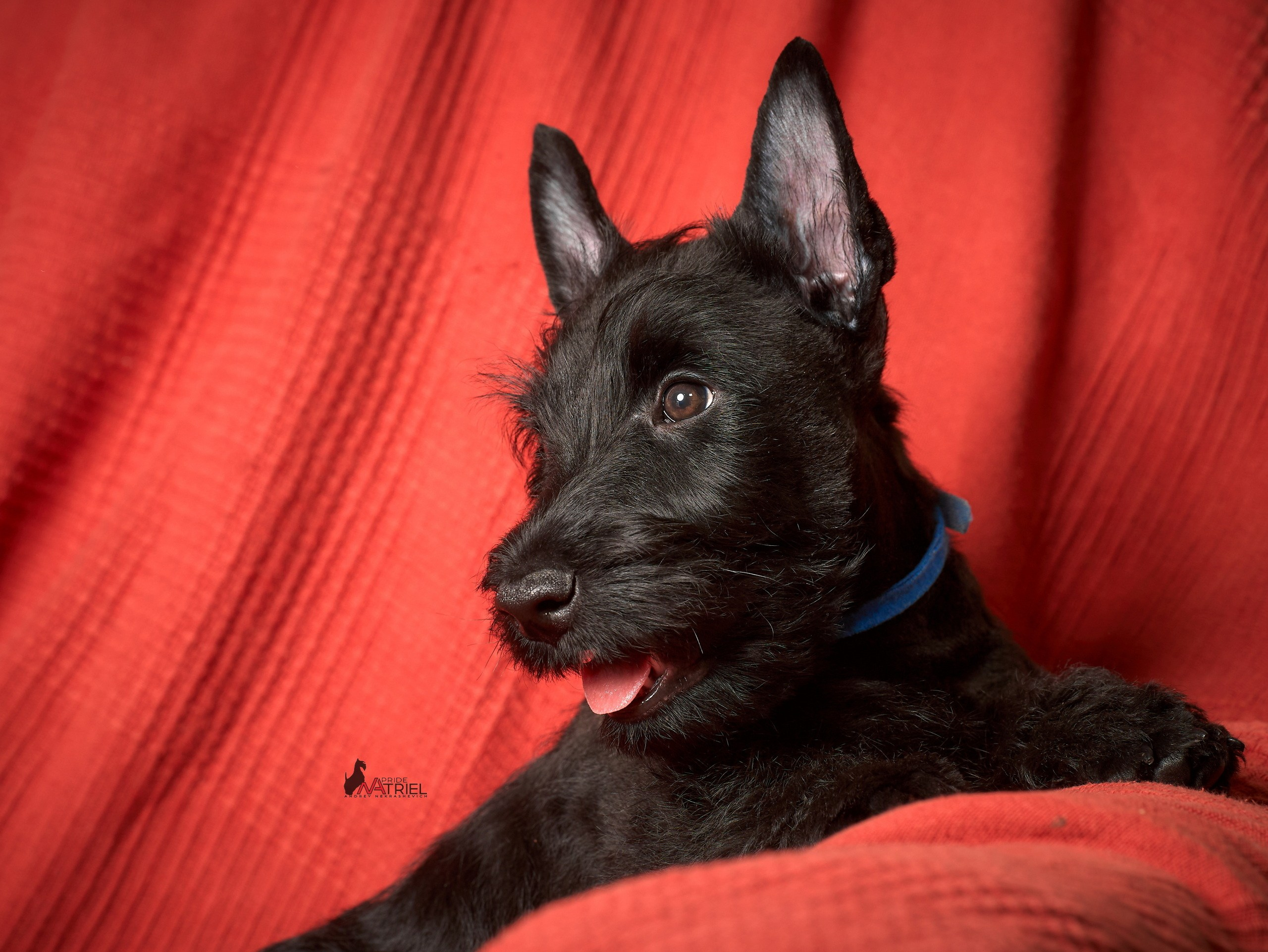 Щенки дома — галерея NATRIEL