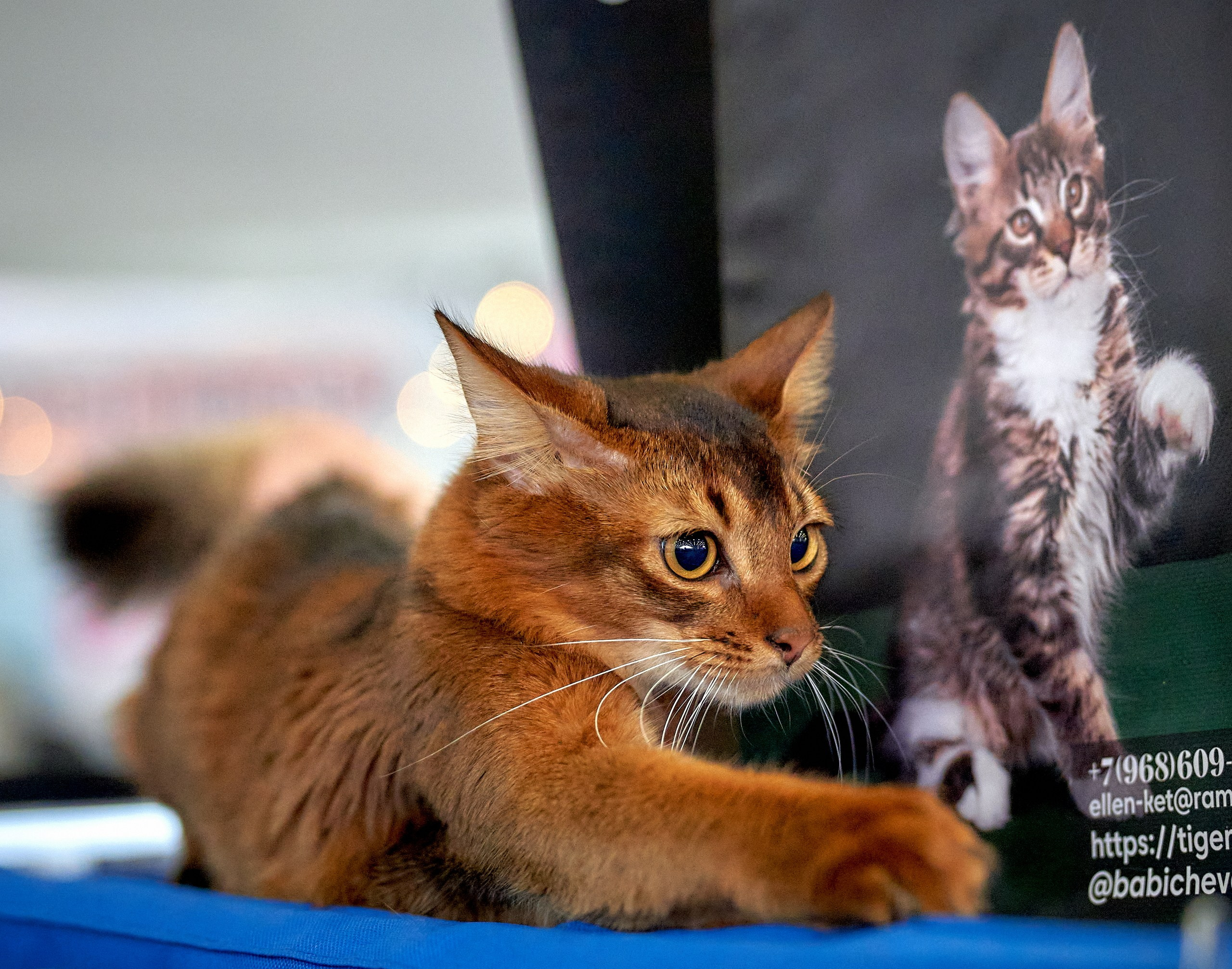 Кошки на выставках — галерея NATRIEL