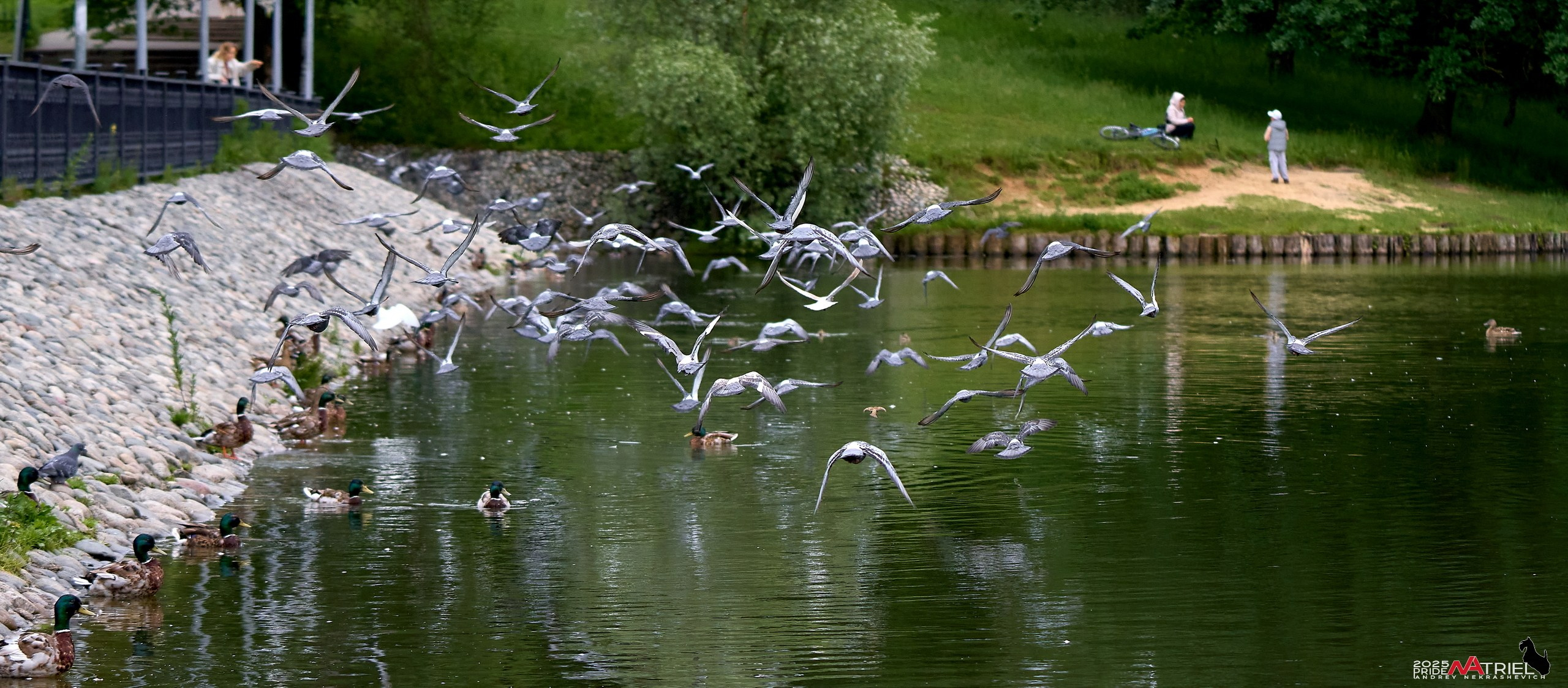 Съемка в парке на воде